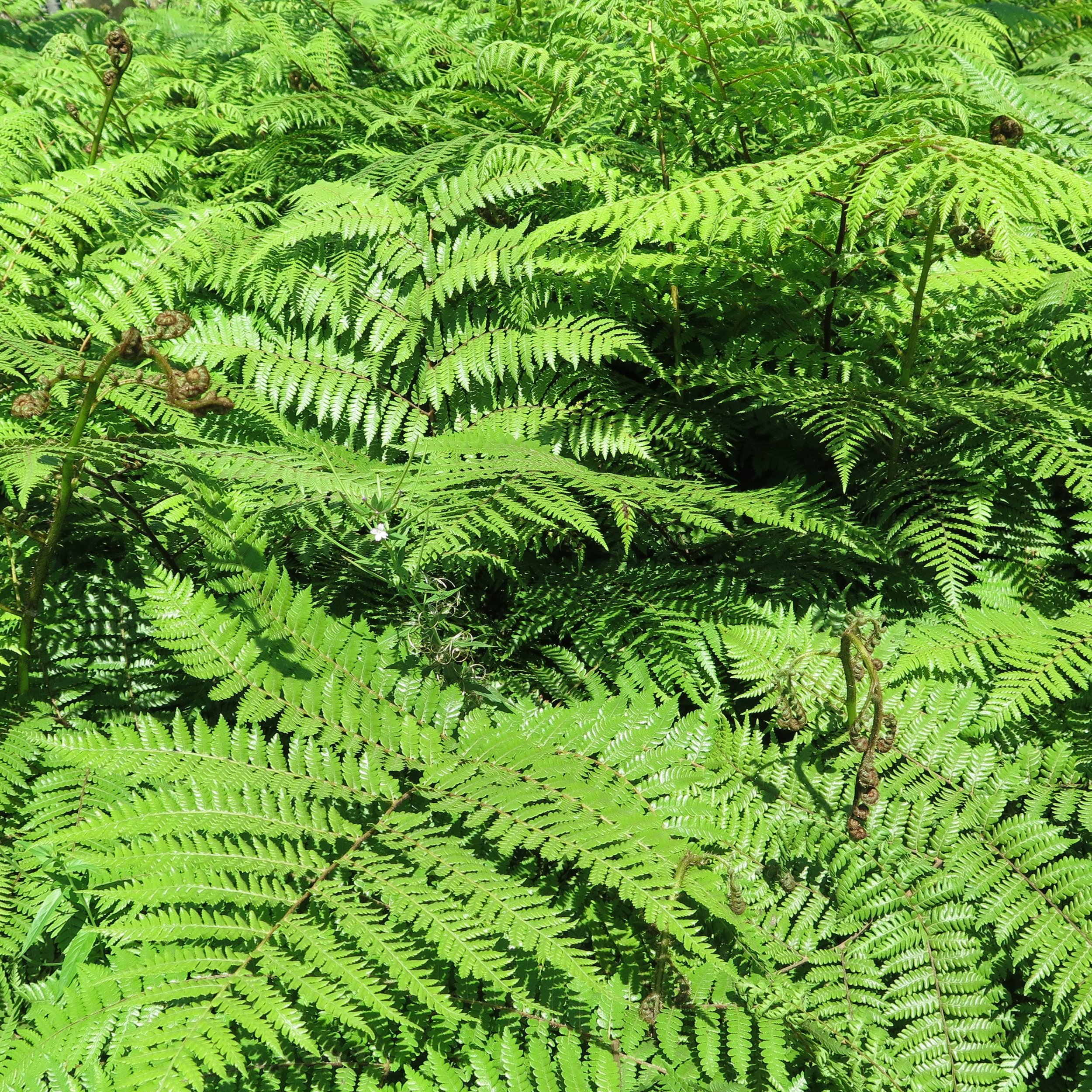 Dicksonia fibrosa, Wheki-ponga, wheki-kohoonga, golden tree fern, kuripaka