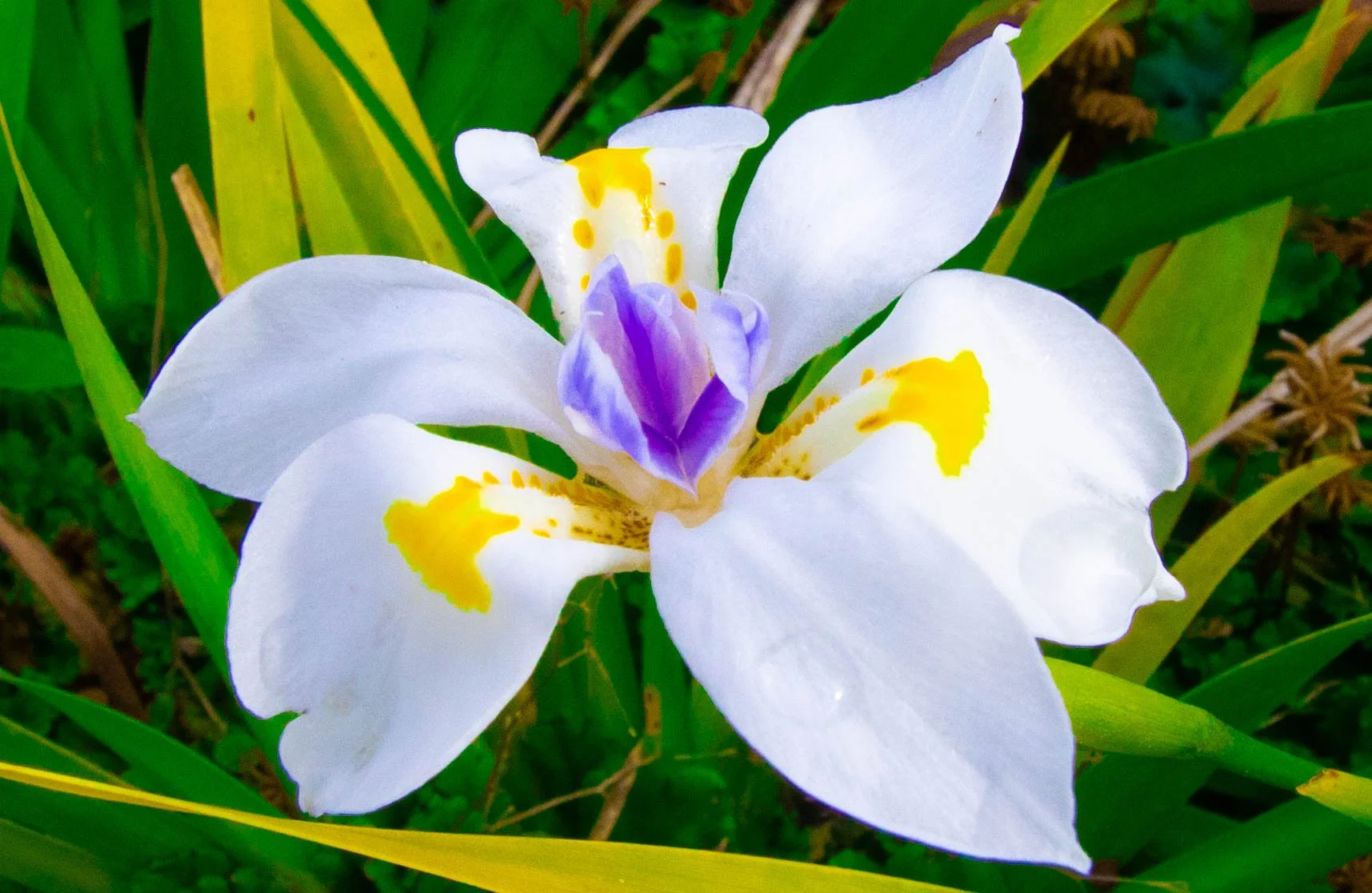 Dietes Grandiflora Kauri Park
