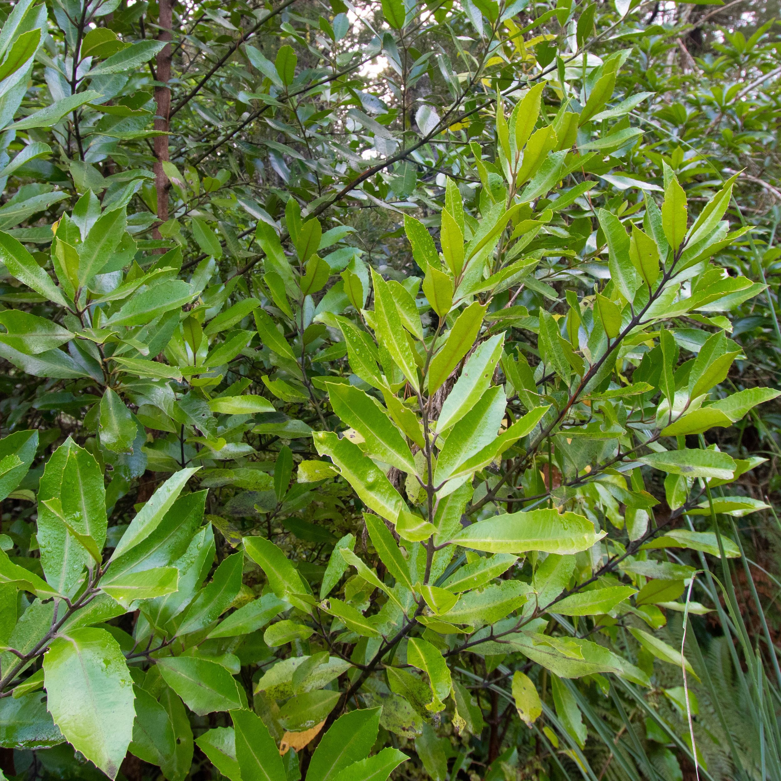 Hedycarya arborea, Porokaiwhiri, Pigeonwood