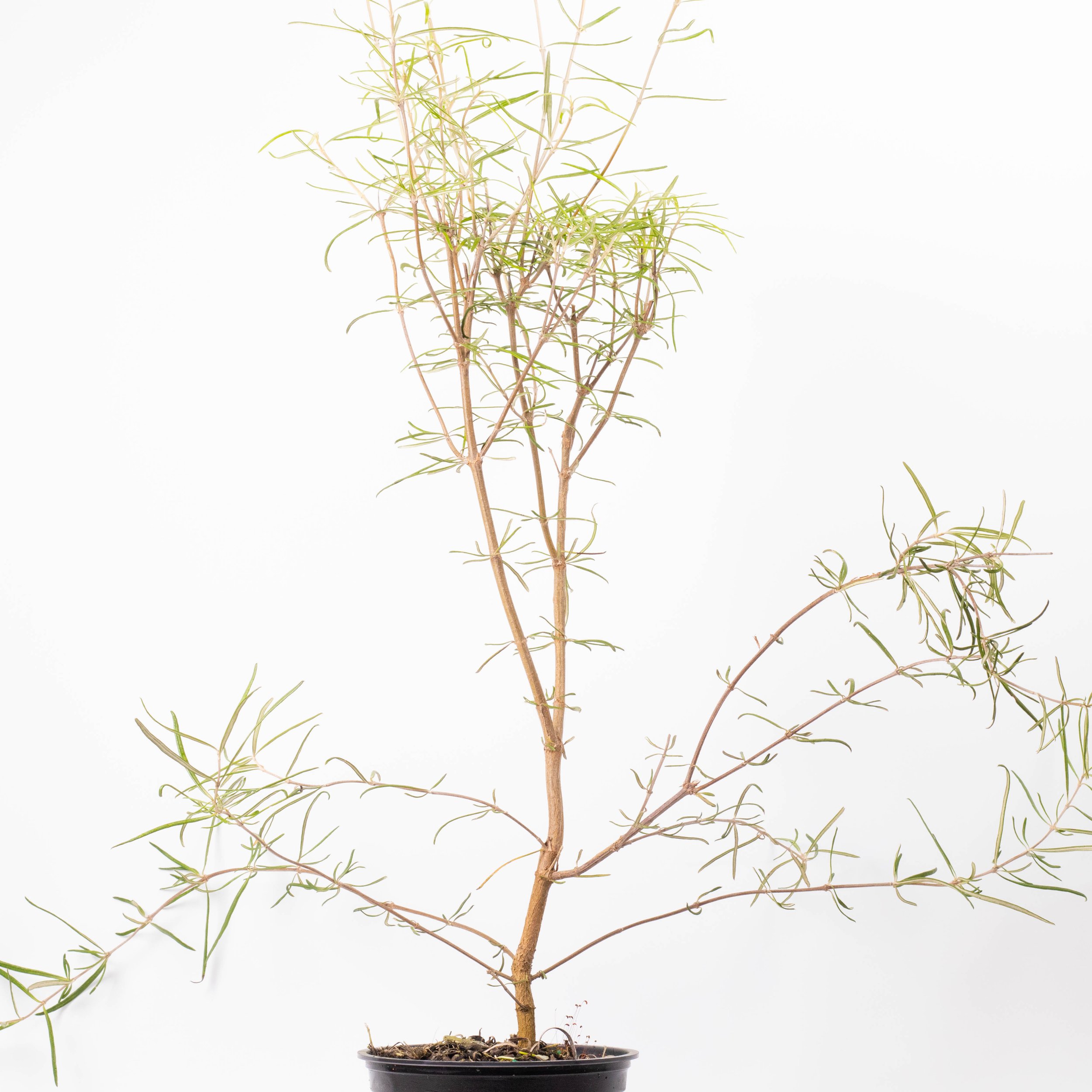 Olearia lineata dartonii, Twiggy tree daisy