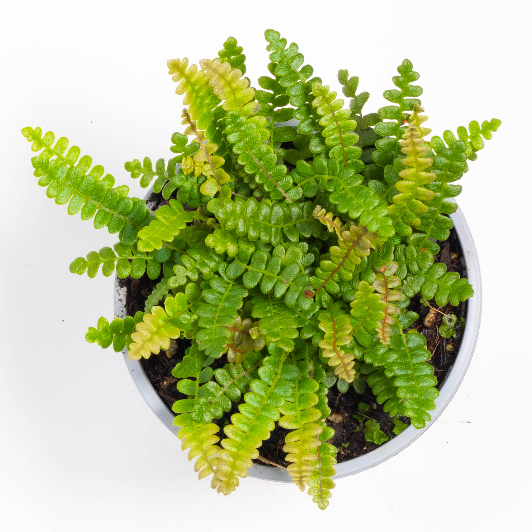 Austroblechnum penna marina, Blechnum penna marina, Alpine hard fern, Little hard fern