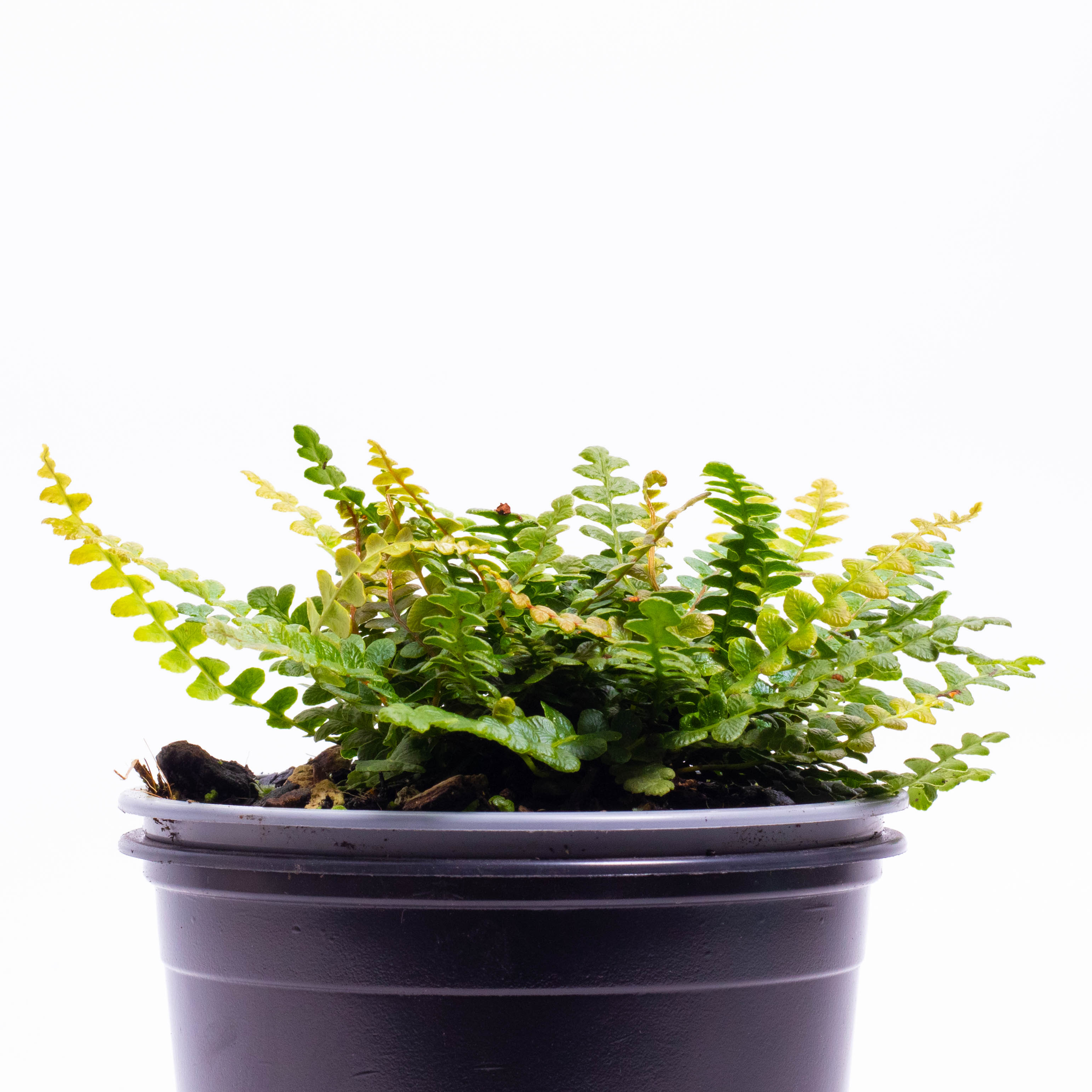 Austroblechnum penna marina, Blechnum penna marina, Alpine hard fern, Little hard fern
