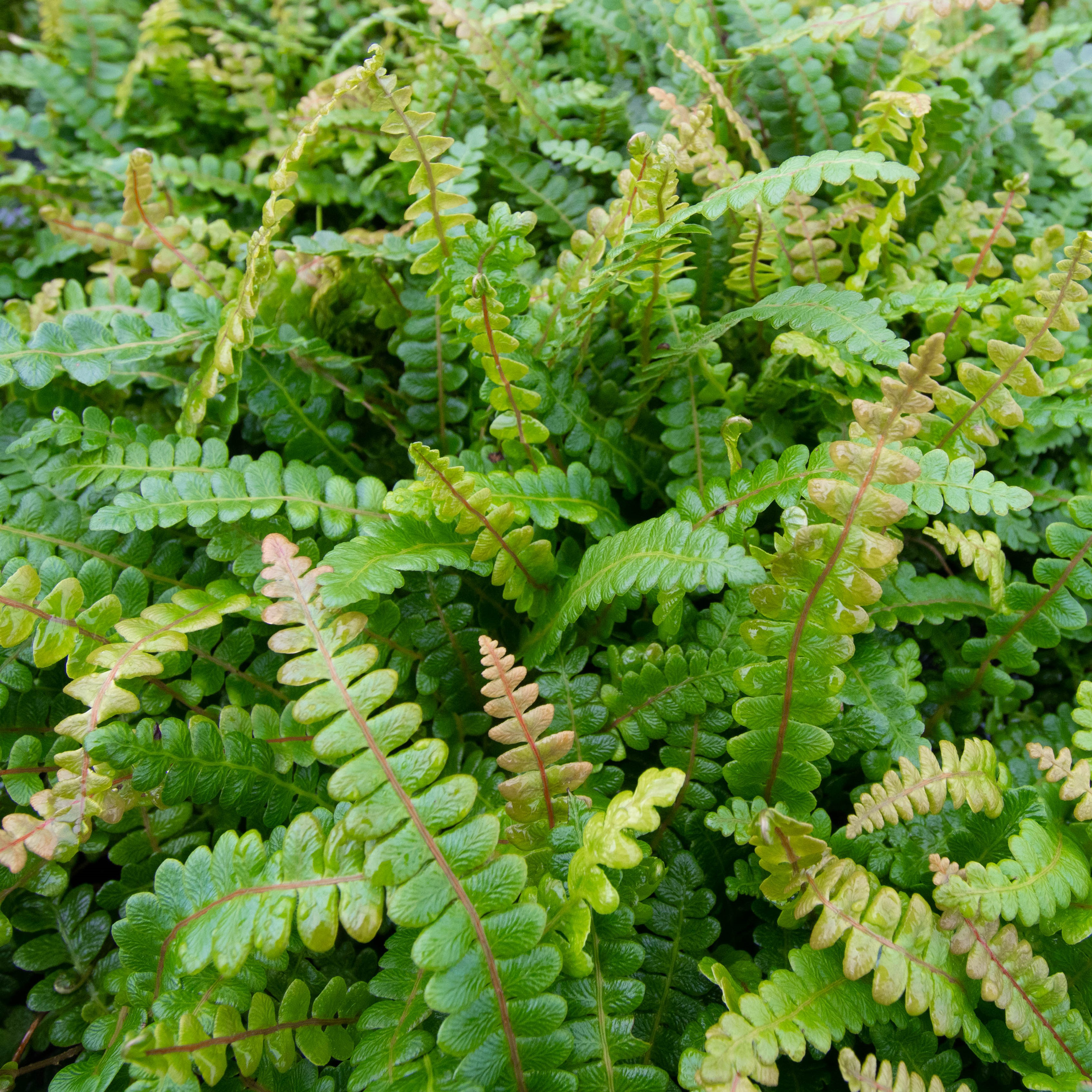 Austroblechnum penna marina, Blechnum penna marina, Alpine hard fern, Little hard fern