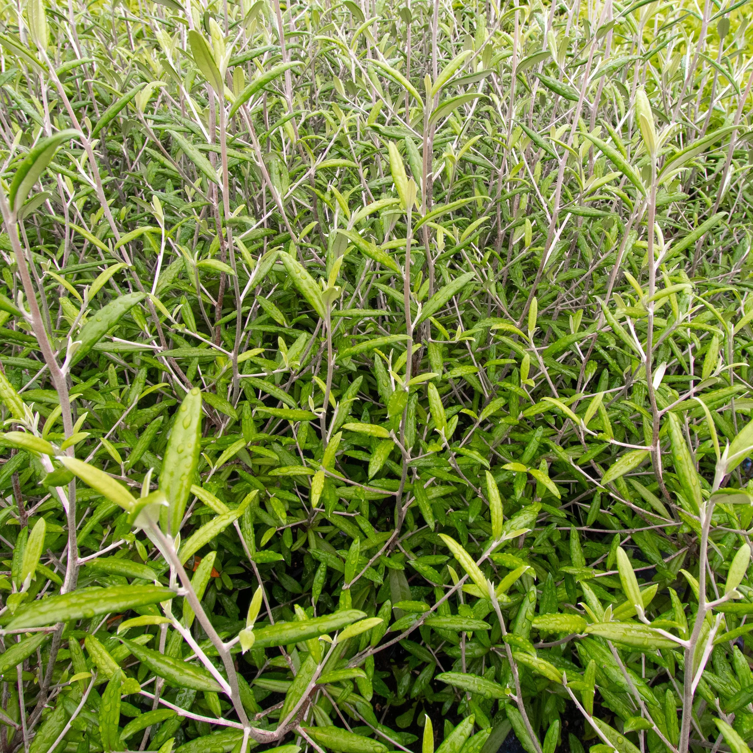 Corokia buddleioides — Kauri Park