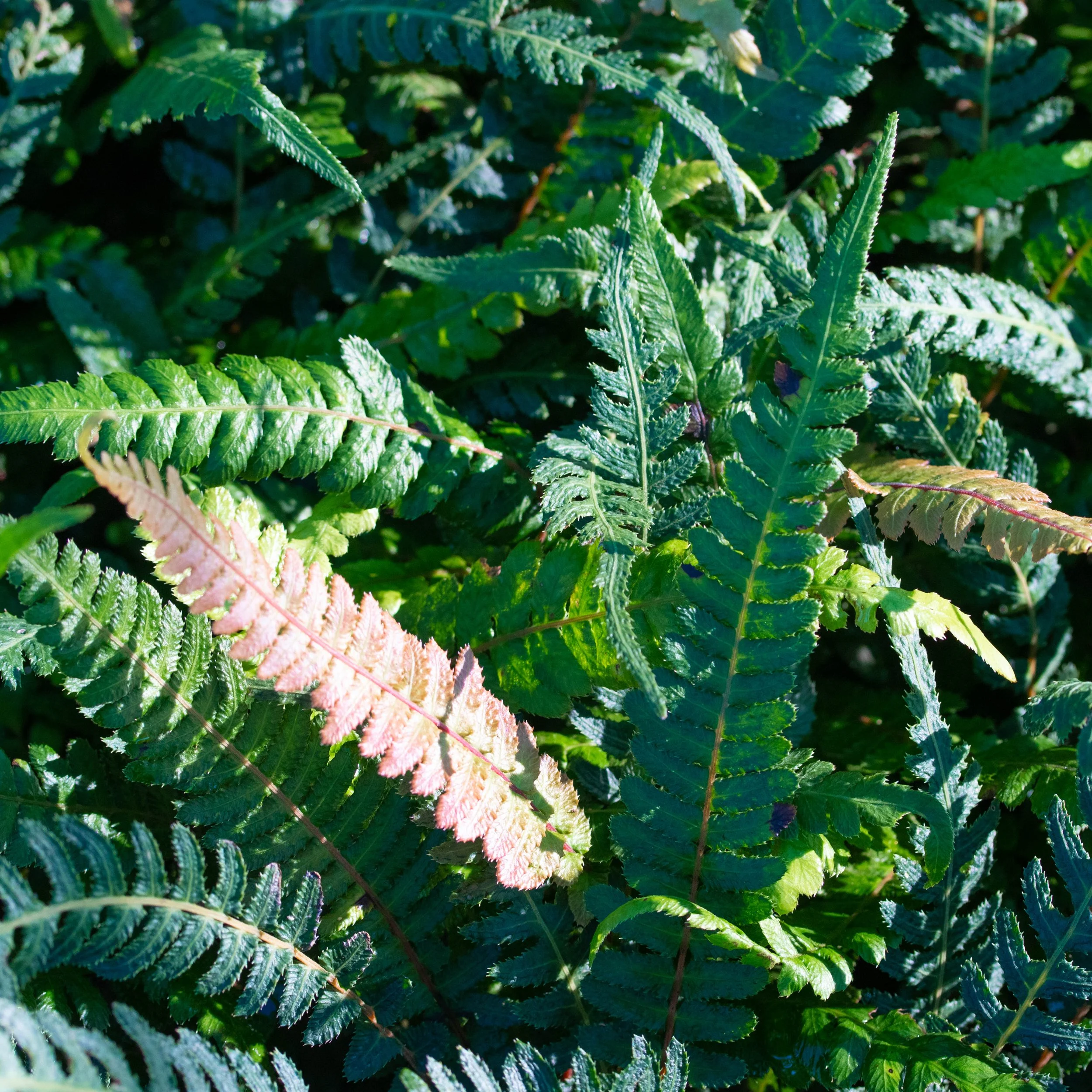 Doodia australis — Kauri Park
