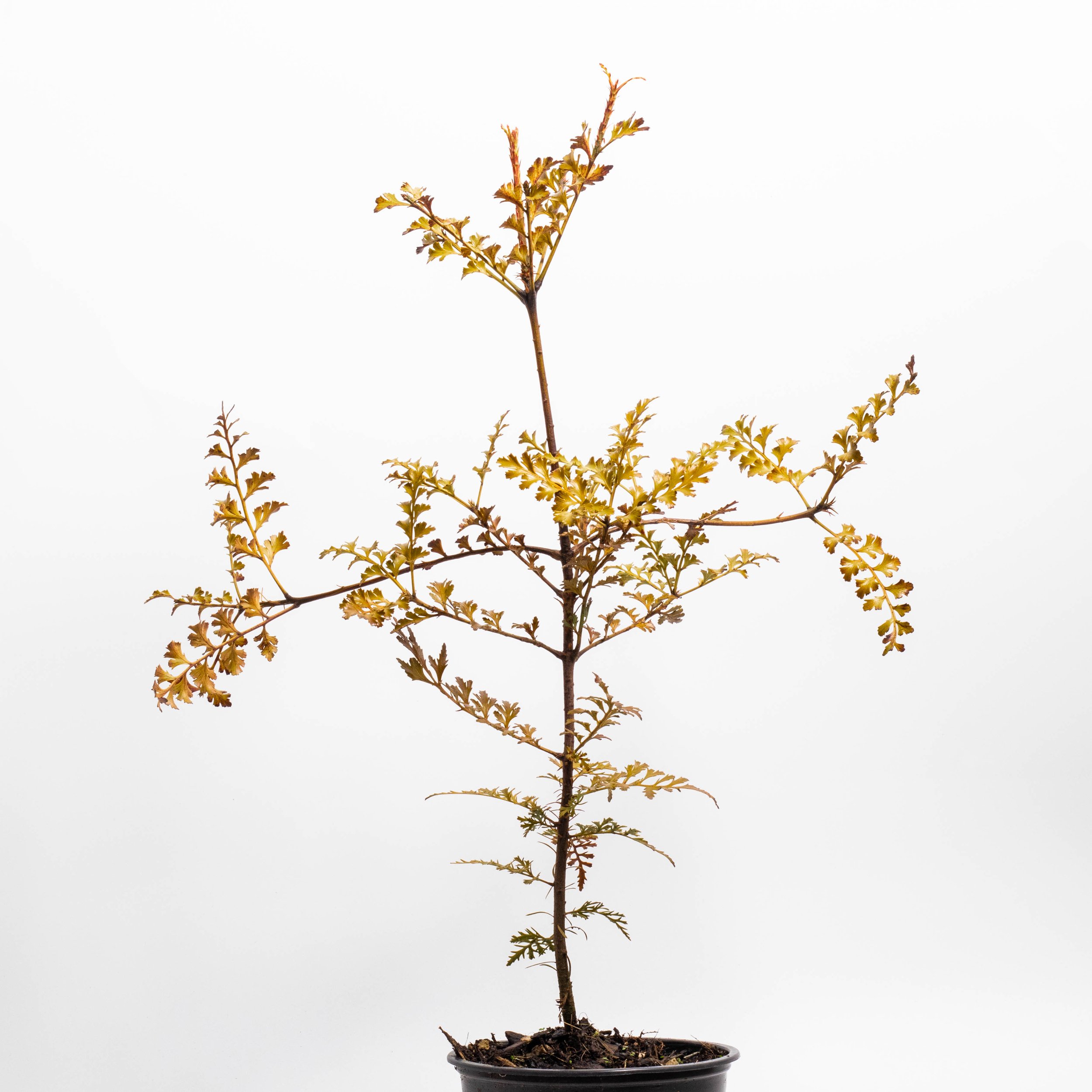 Phyllocladus trichromanoides — Kauri Park