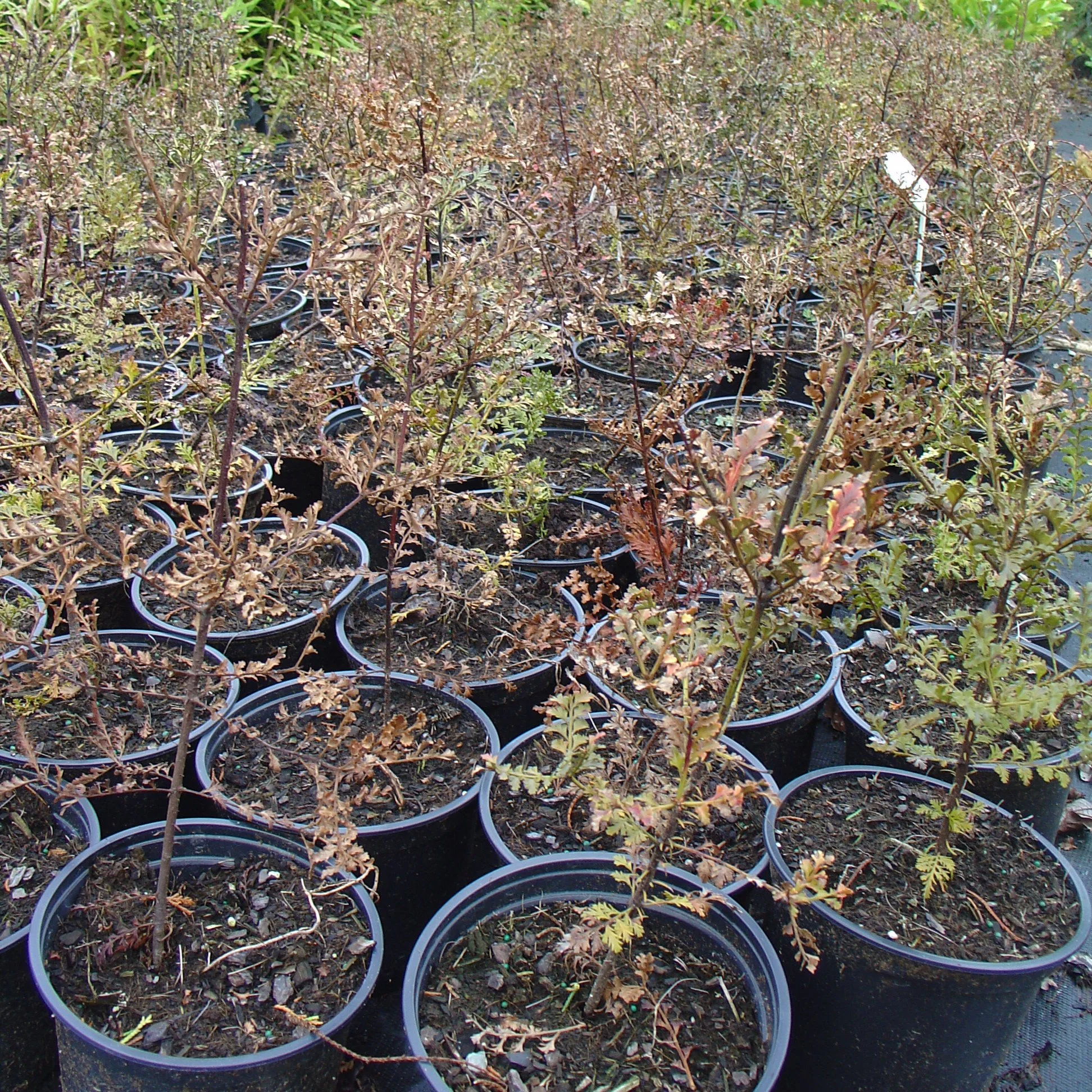 Phyllocladus trichromanoides — Kauri Park