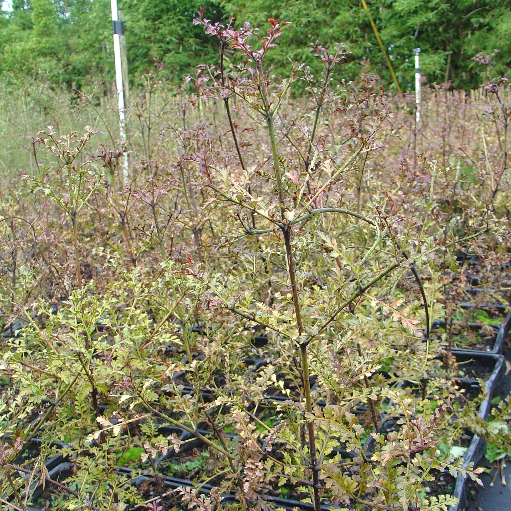Phyllocladus trichromanoides — Kauri Park