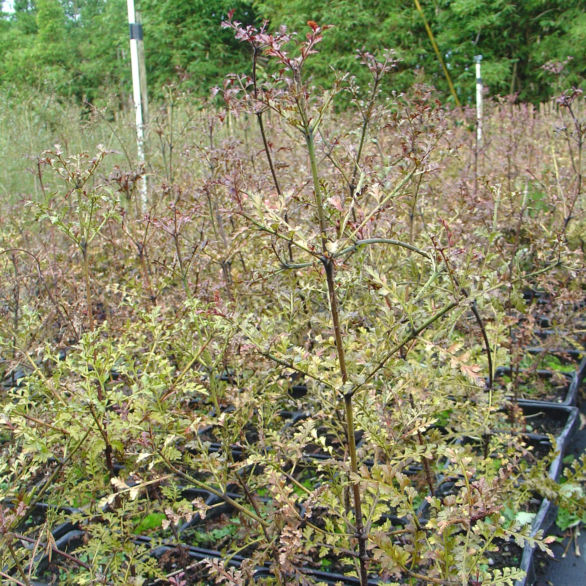 Phyllocladus trichromanoides — Kauri Park
