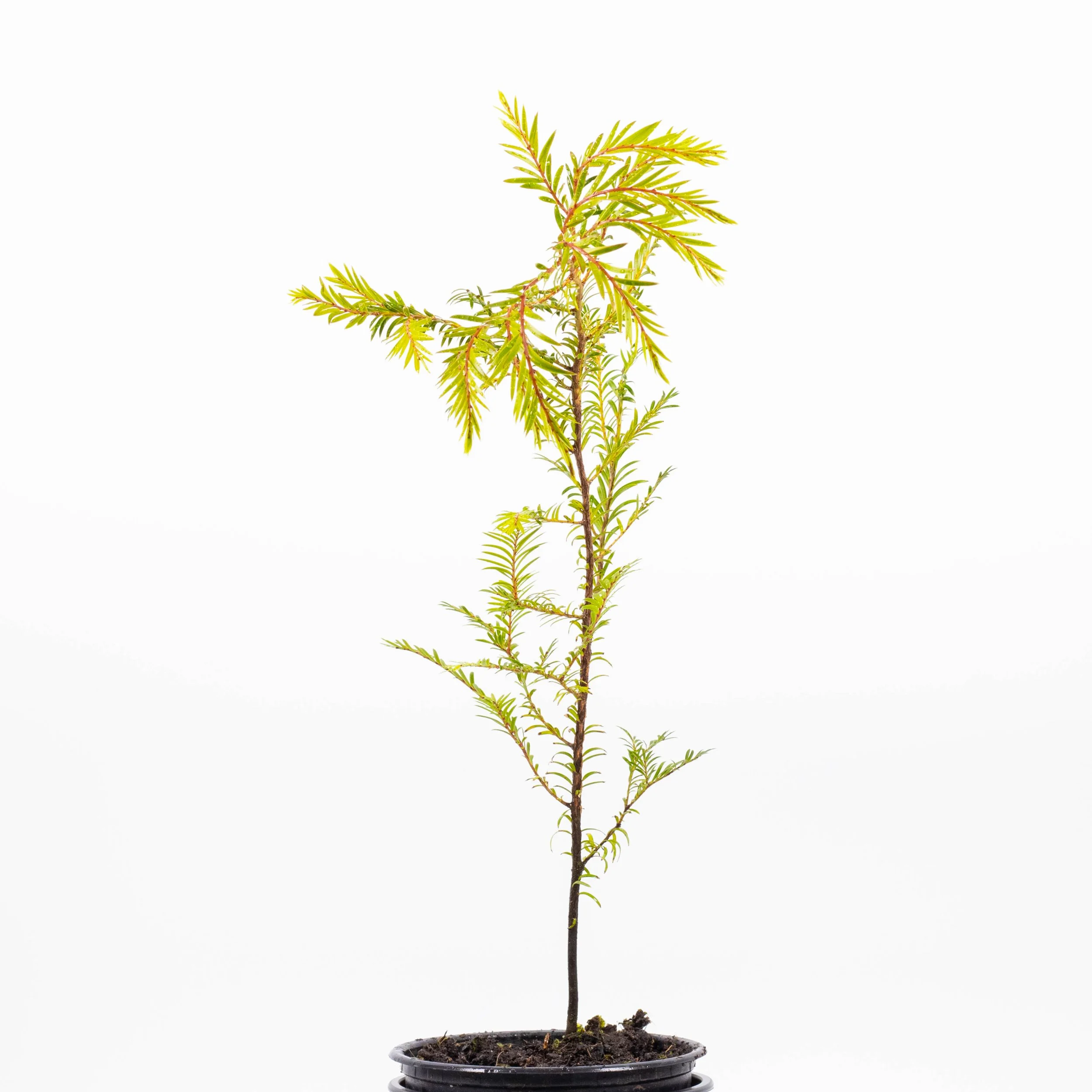 Prumnopitys ferruginea — Kauri Park