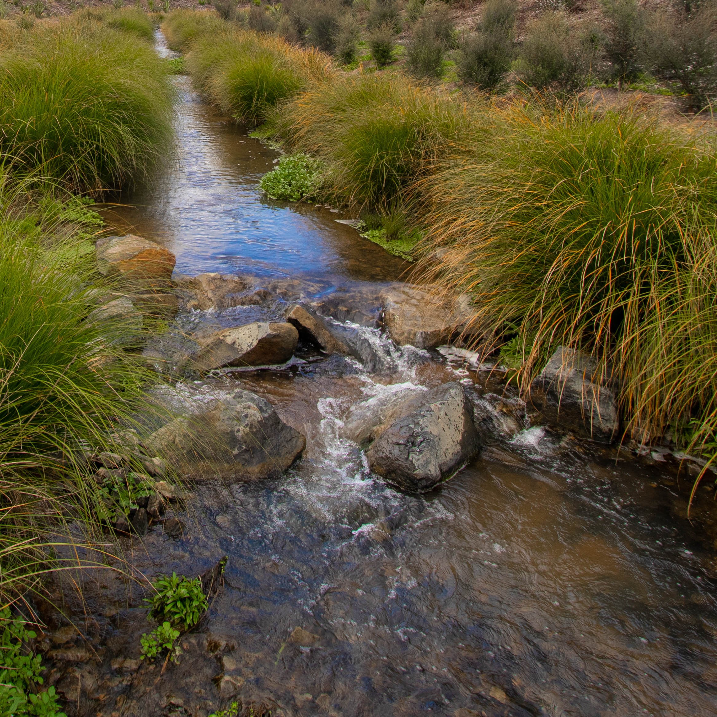 Life-giving vitality at the rock face. — Kauri Park