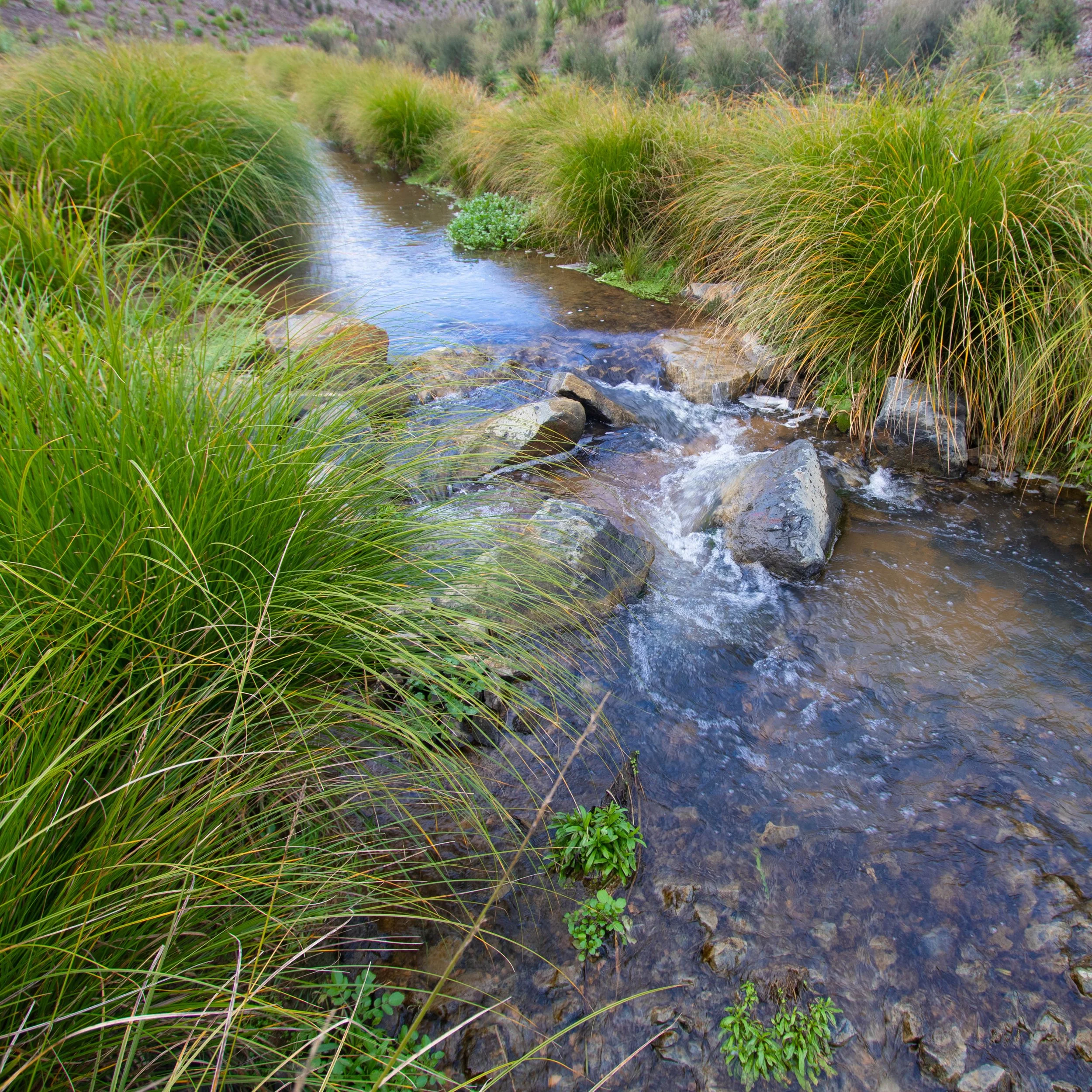 Streamside Rocks Life-giving vitality at the rock face. — Kauri Park