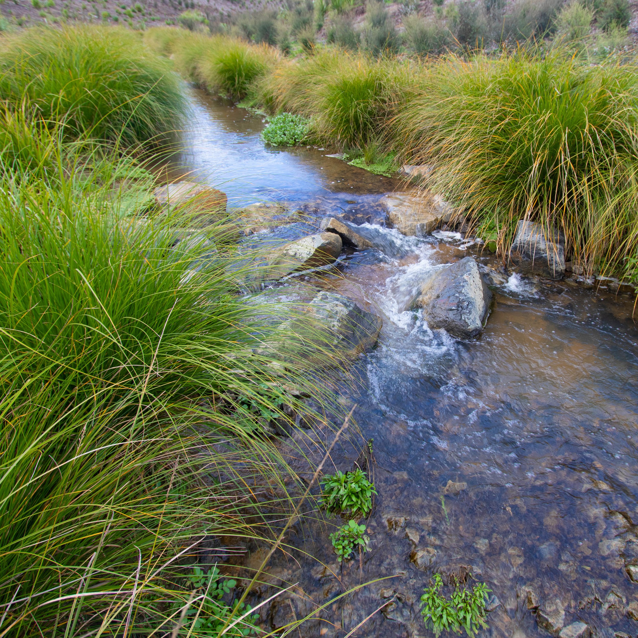 Life-giving vitality at the rock face. — Kauri Park
