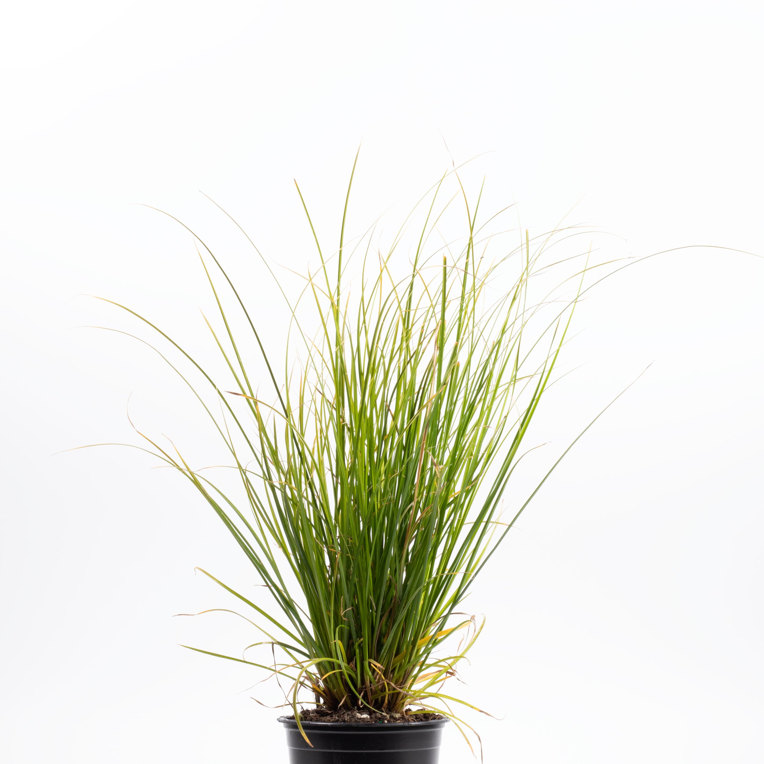 Carex solandri, Forest sedge, Solander’s sedge