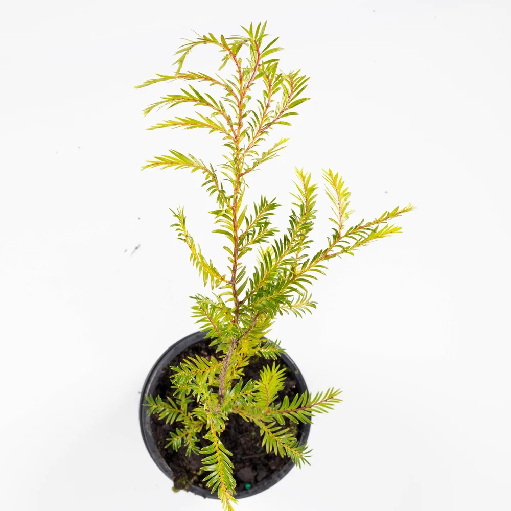 buy planting flowers online 10 Water Garden Plants, Aquatic, Fast Growing, Zones 3-9