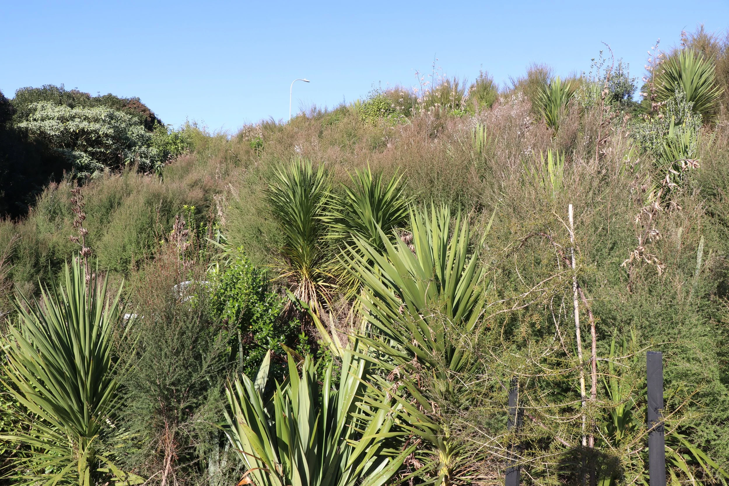 Thomas Rd_Corridor planting_June2023 (5).JPG