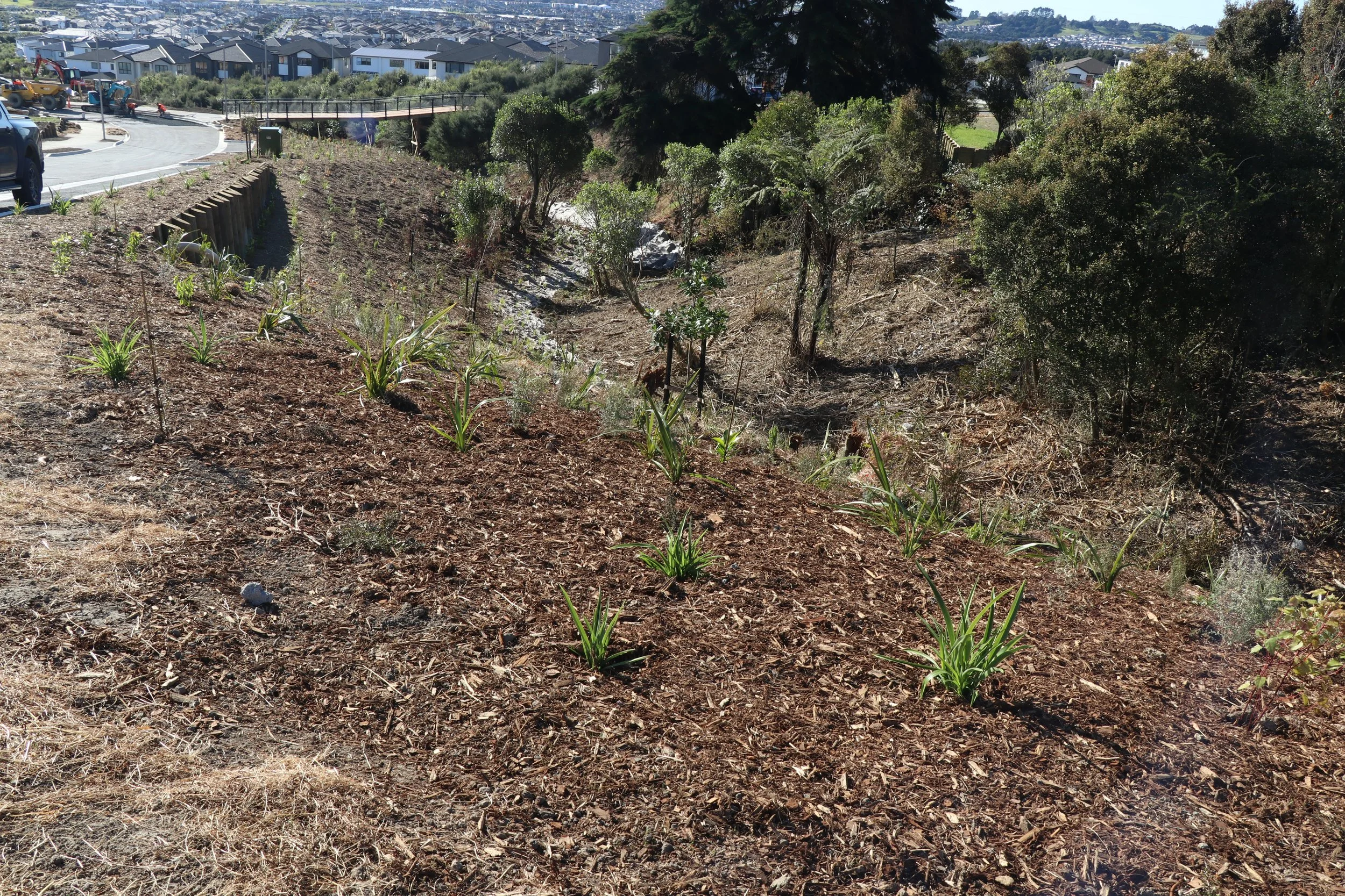 Thomas Rd_Corridor planting_June2023 (2).JPG