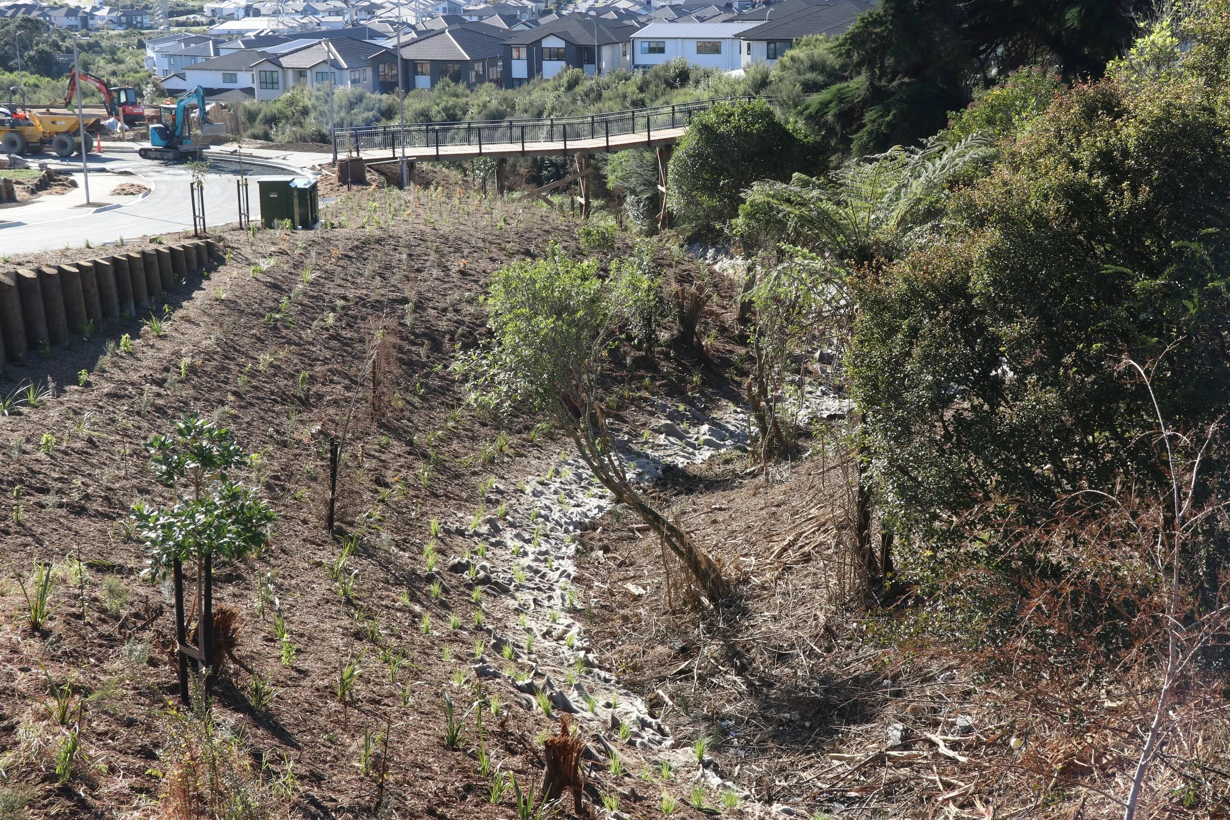 Thomas Rd_Corridor planting_June2023 (11).JPG