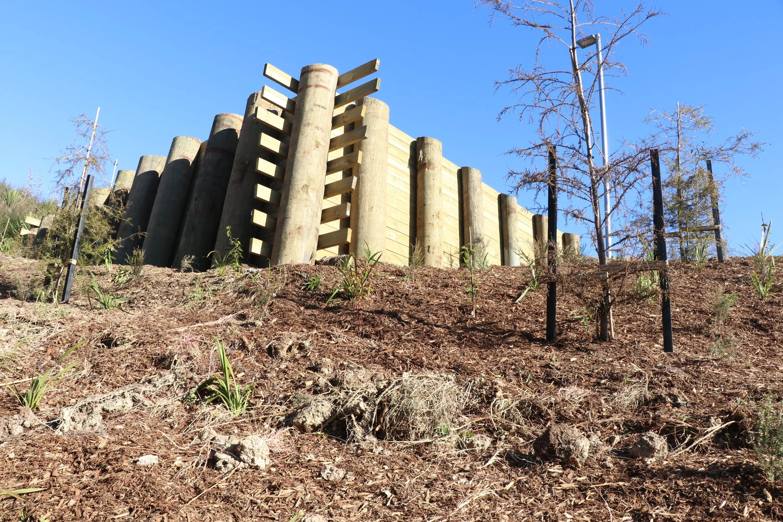 Thomas Rd_Corridor planting_June2023 (14).JPG