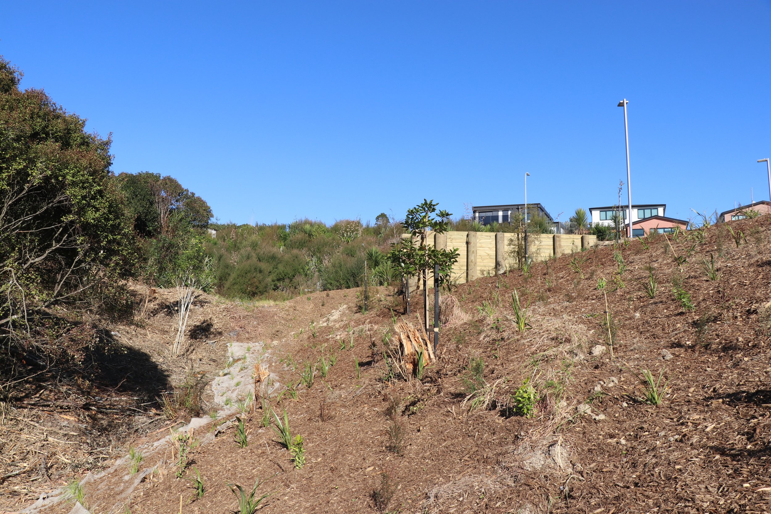 Thomas Rd_Corridor planting_June2023 (20).JPG