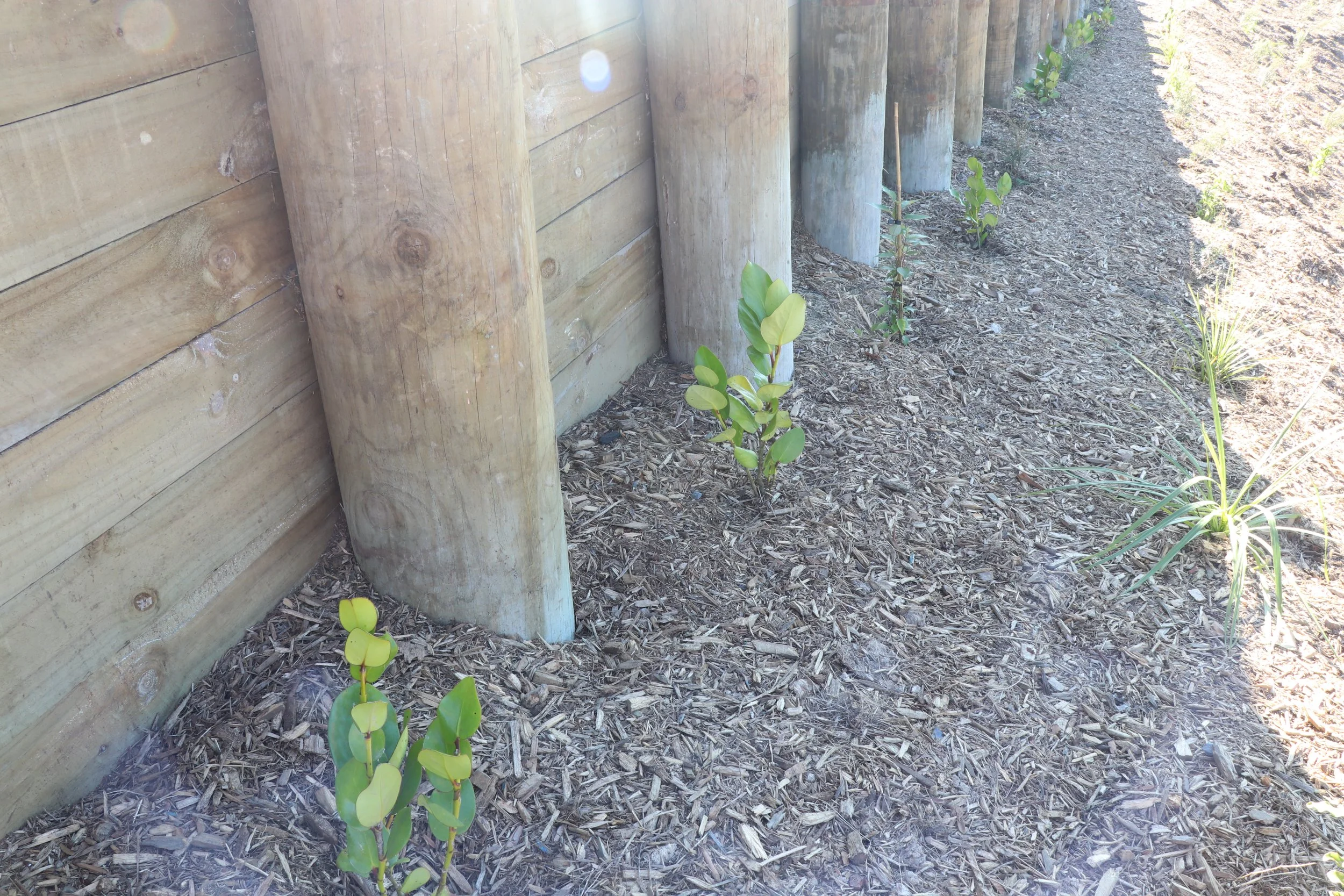 Thomas Rd_Corridor planting_June2023 (24).JPG