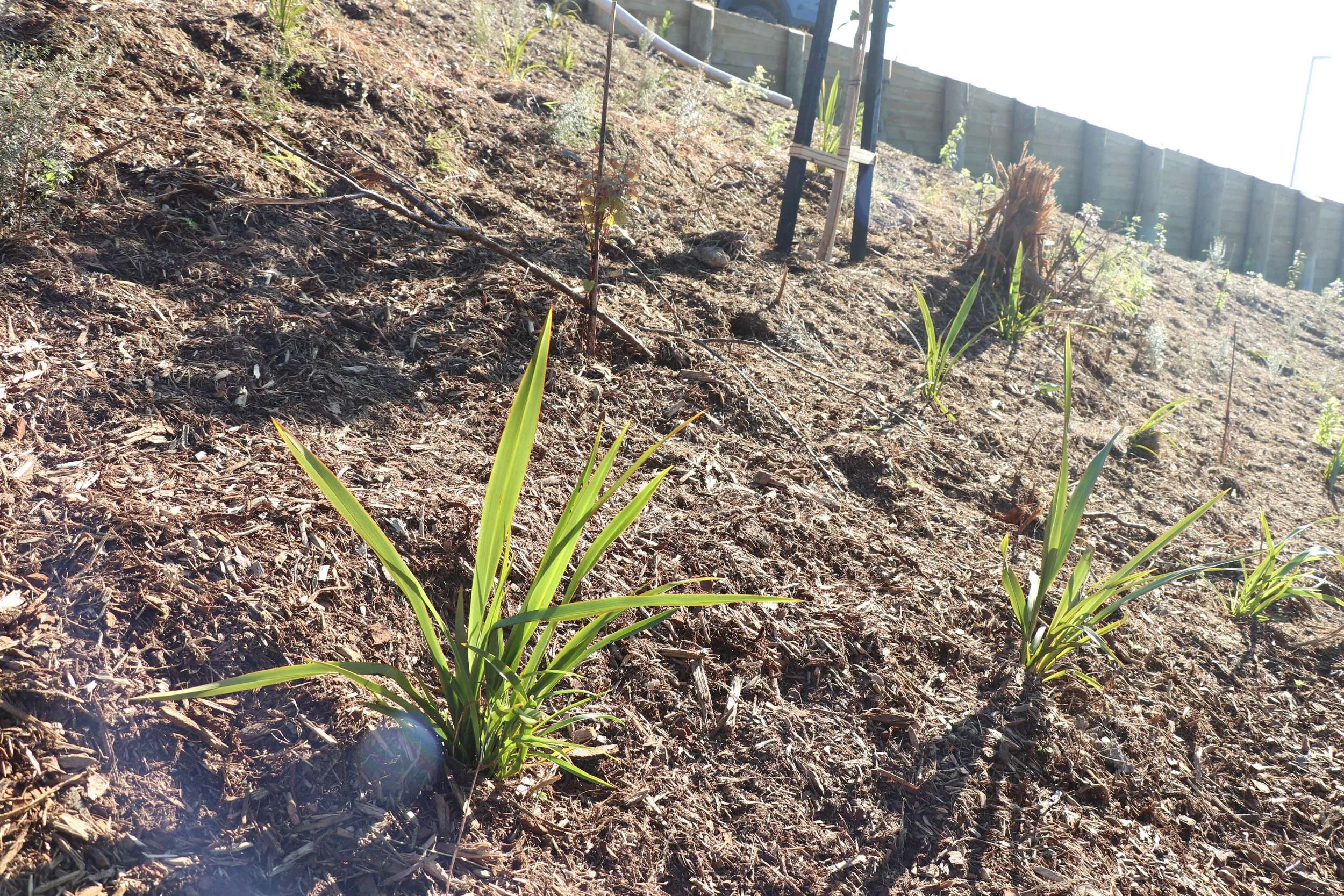 Thomas Rd_Corridor planting_June2023 (17).JPG