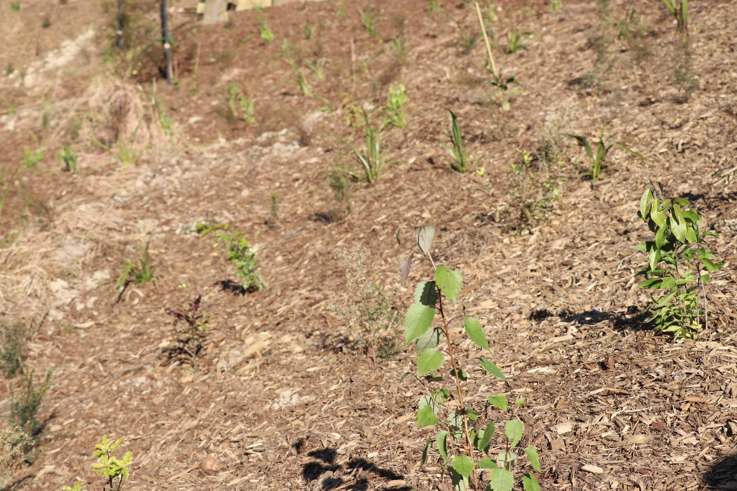 Thomas Rd_Corridor planting_June2023 (25).JPG