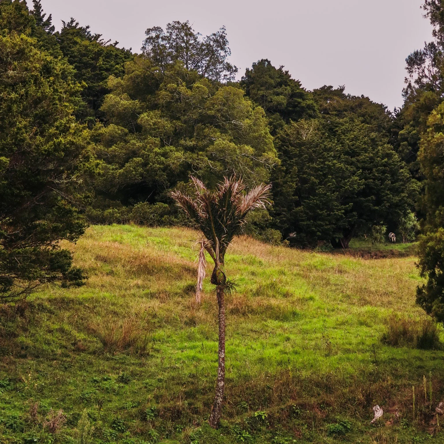 Nikau Palm.jpg