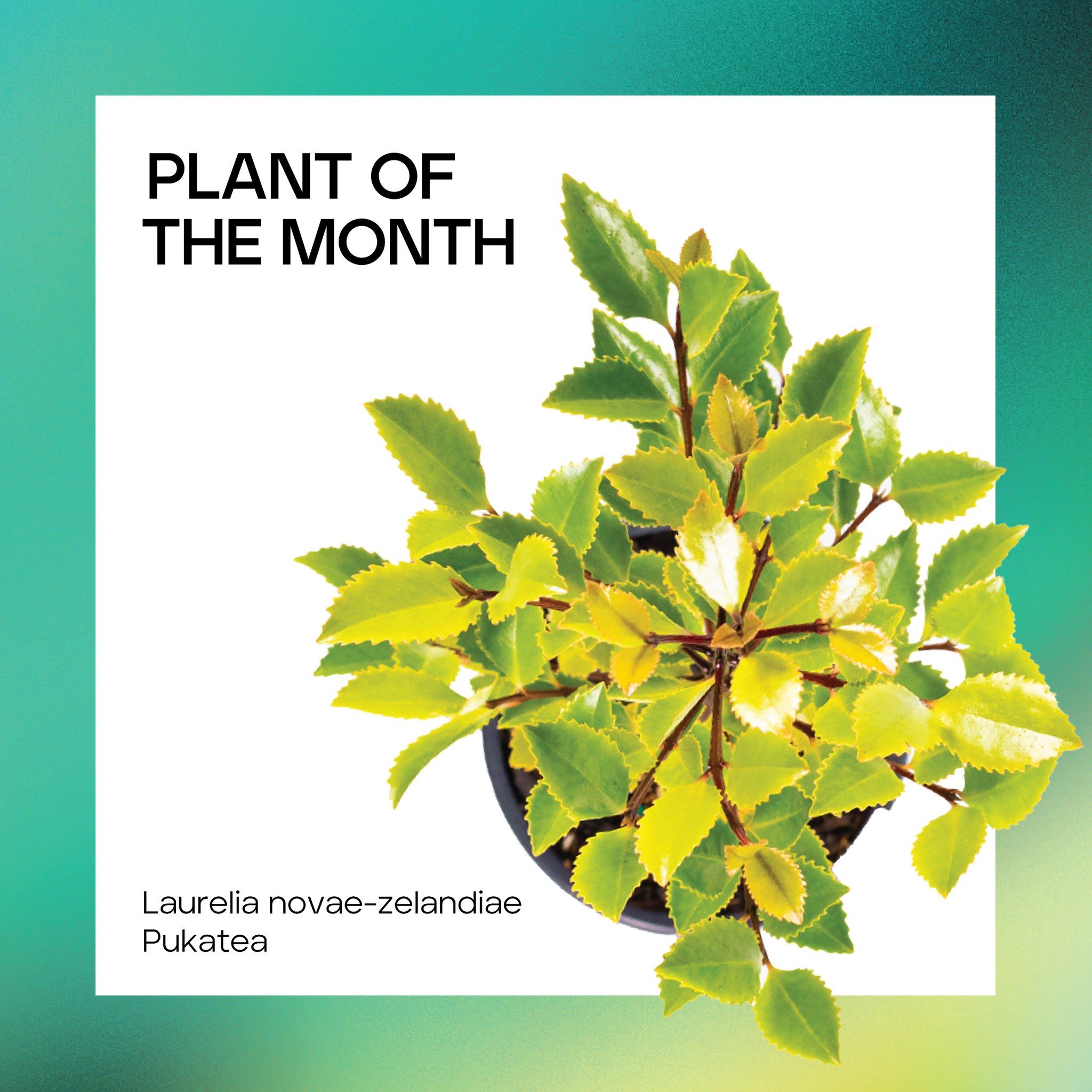 Our plant of the month is Laurelia novae-zelandiae, otherwise known as Pukatea. 

It&rsquo;s a large, buttress rooted native tree that loves moisture and thrives in swampy forests and gullies throughout the North Island and the west coast of the Sout