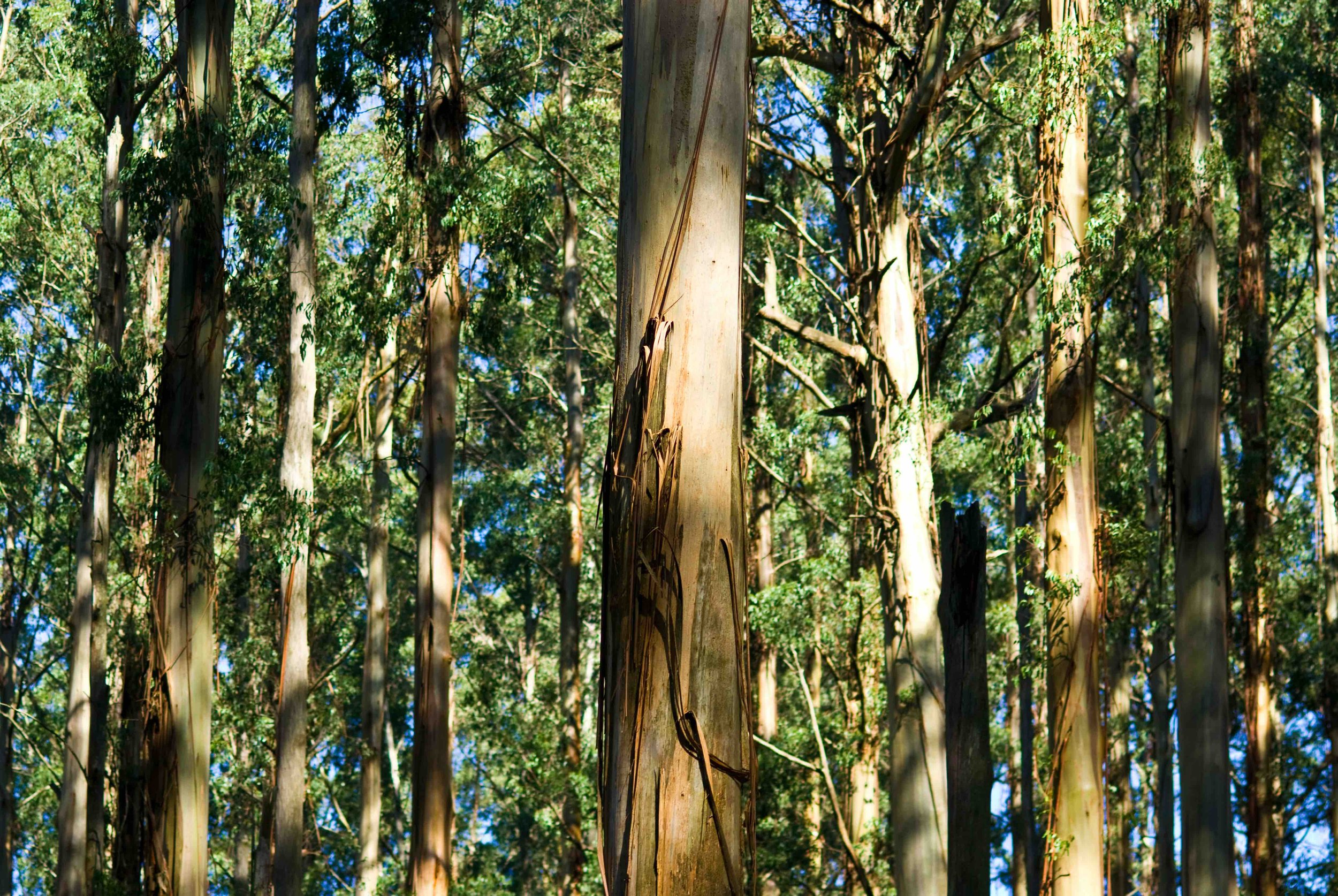 Eucalyptus regnans
