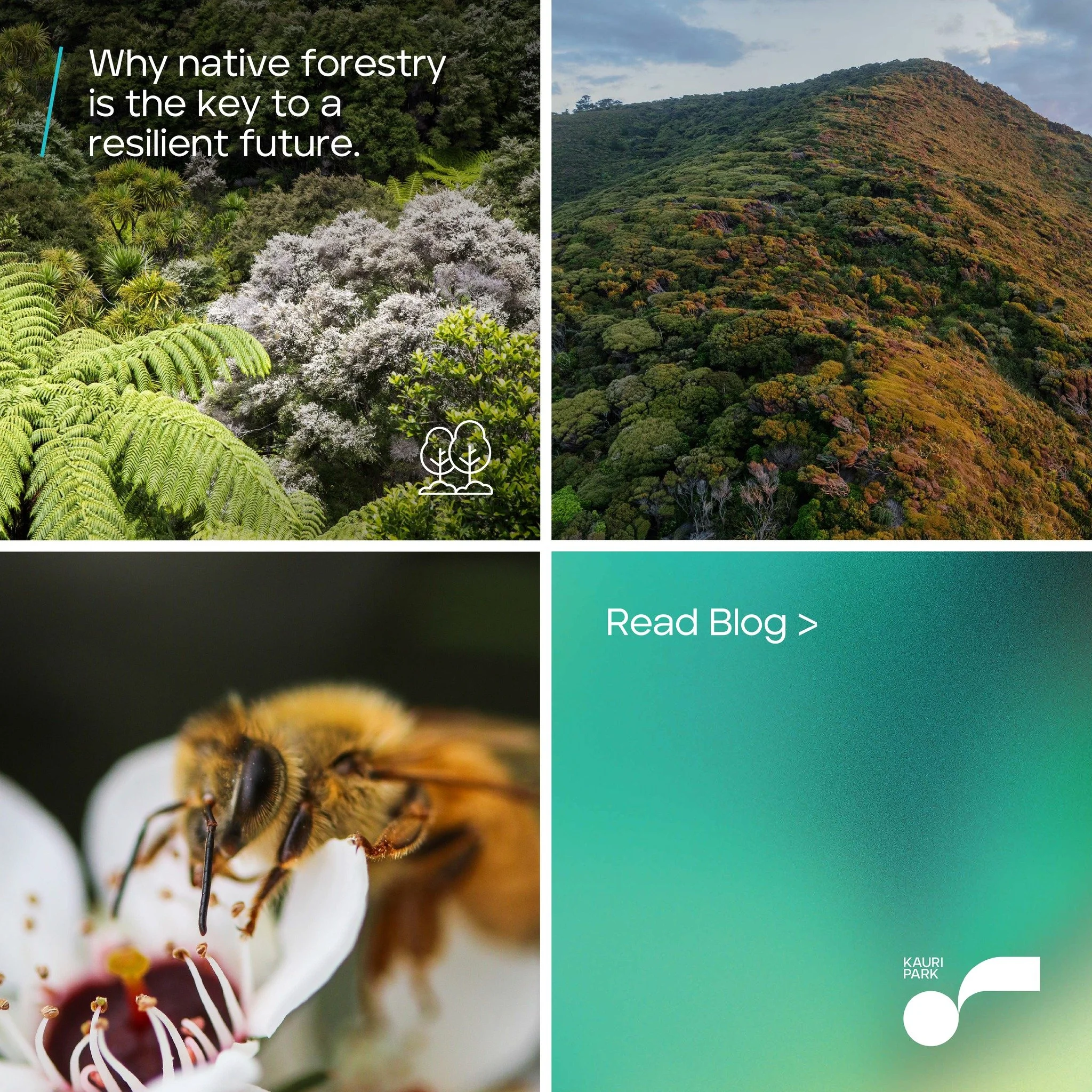 🌱Embracing Native Forestry for a Resilient Future 🌱

From supporting biodiversity to combating climate change, the benefits of planting native trees is immense. In our latest blog, we explore how native forestry isn't just a commitment to the envir