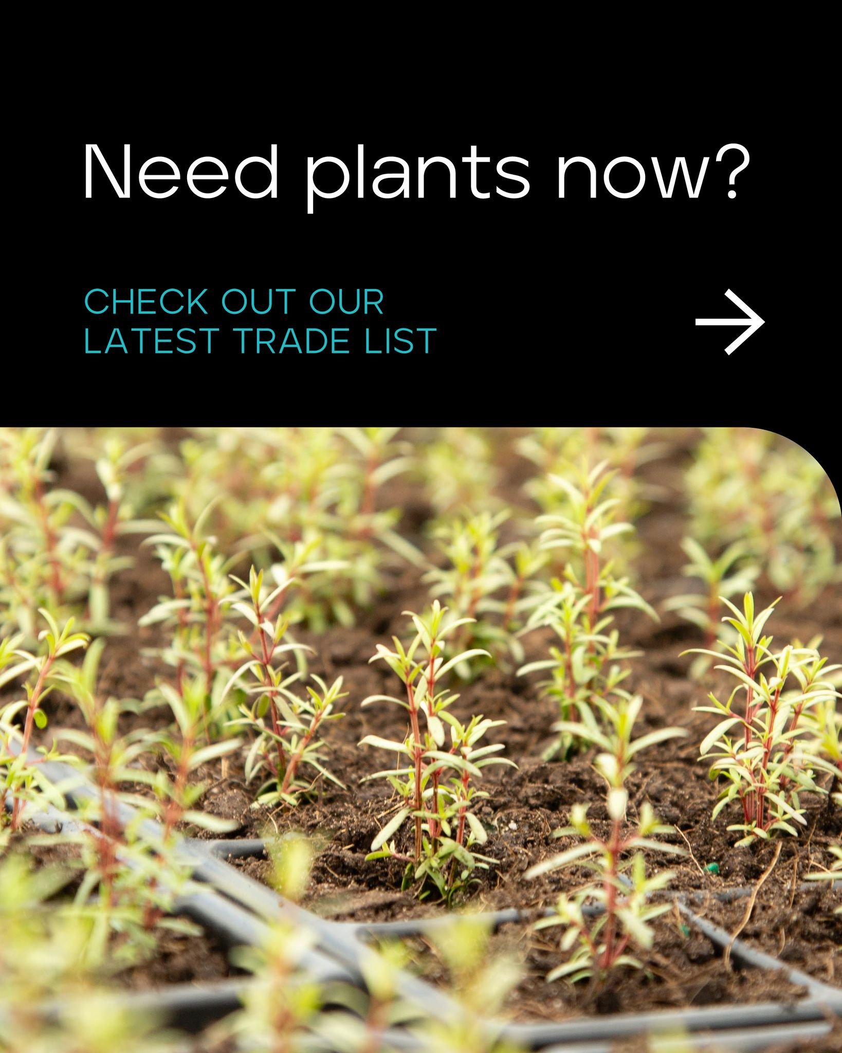 Our latest trade list is now available, with a wide range of quality plants ready for delivery nationwide.

As New Zealand's largest wholesale native and urban landscaping plant nursery, we grow over 15 million plants each year across three nurseries