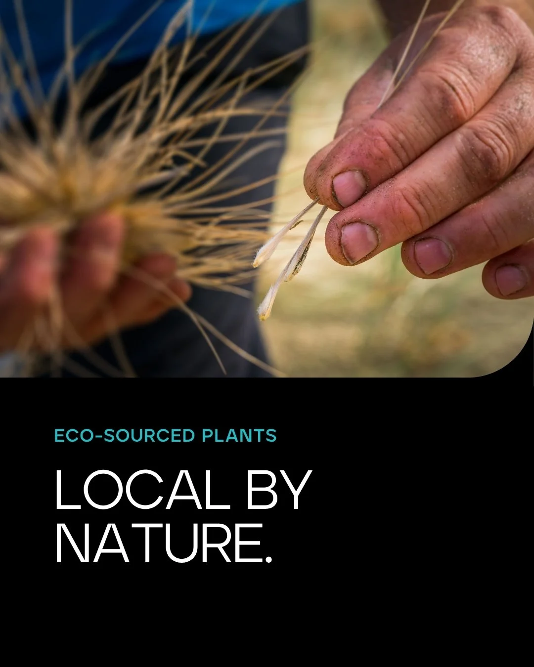 Eco-sourced plants are grown from seeds collected close to where they will be replanted, or from within the same ecological region, ensuring they are suited to local conditions, climate, and habitat.
 
Seed ripening can vary from year to year, so our