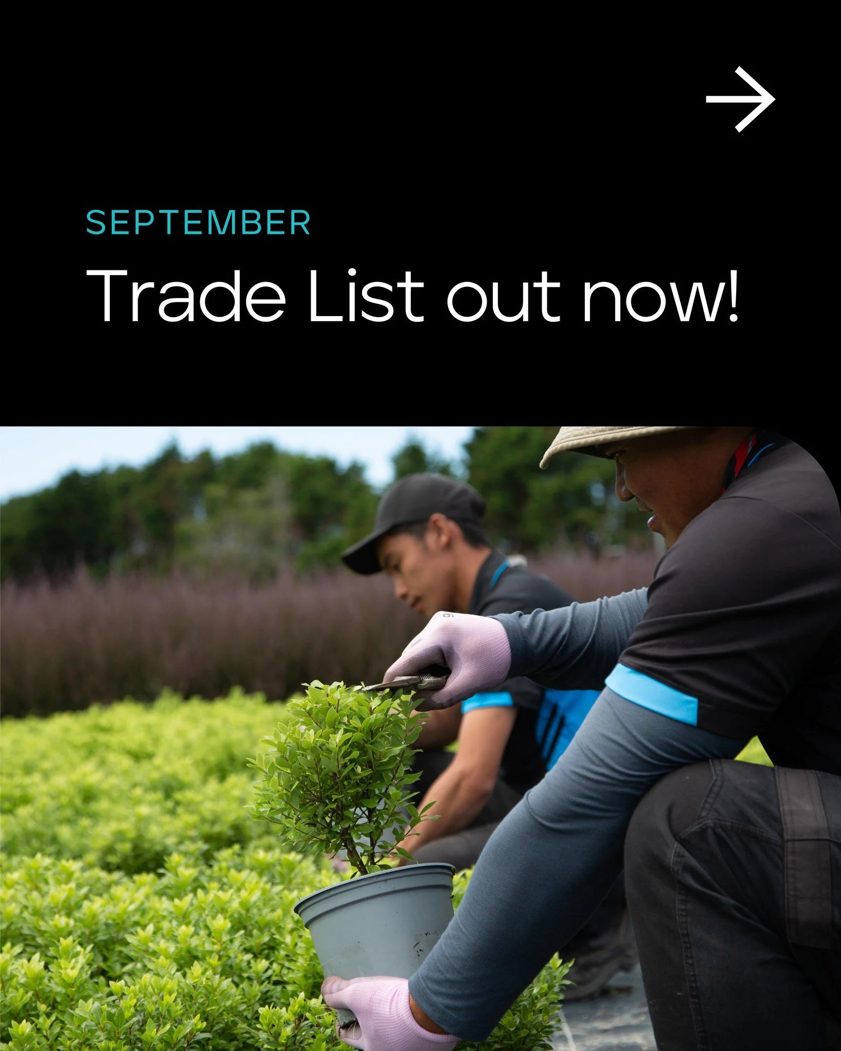 Our September trade list is now available, with a range of high quality plants grown for New Zealand conditions and ready for delivery nationwide.
 
Eco-sourced and grown in harsh conditions, our plants have higher survival rates and establish with s