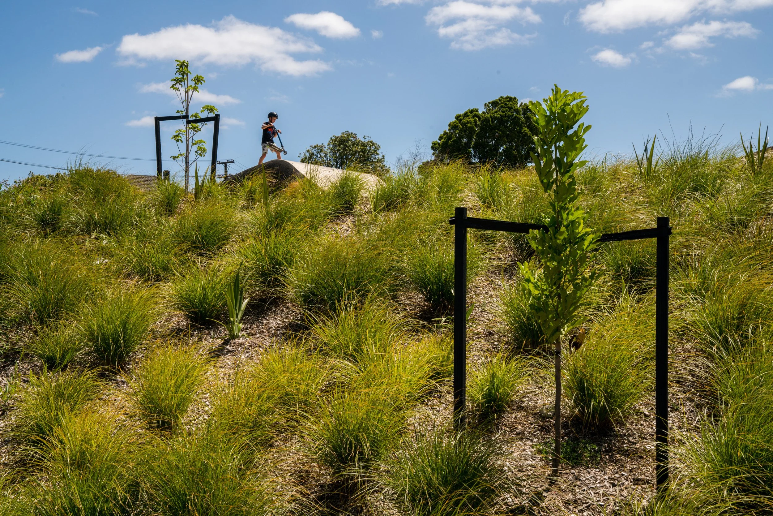Park Planting Project