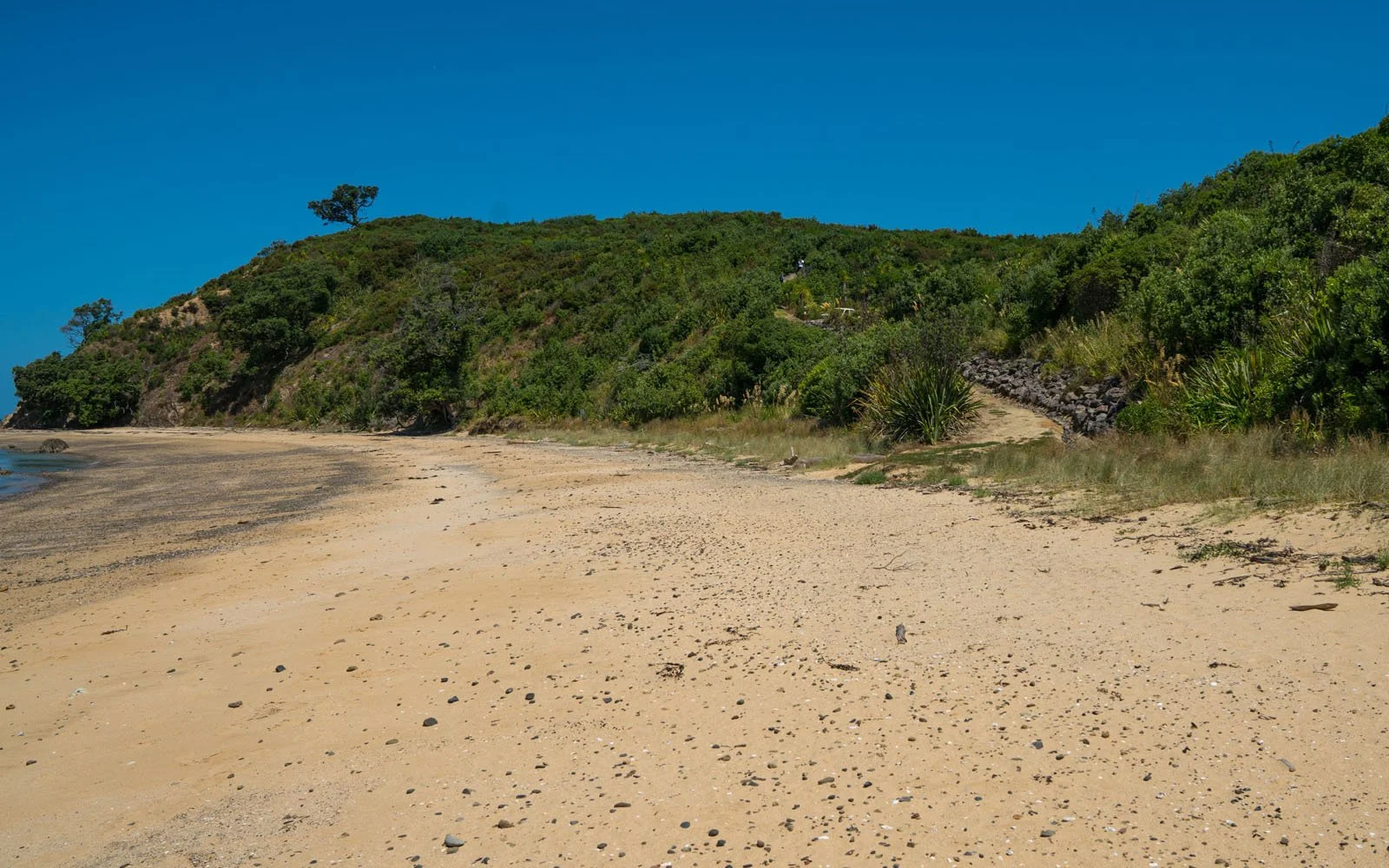 AFTER - Rotoroa Island: A once-in-a-generation regeneration