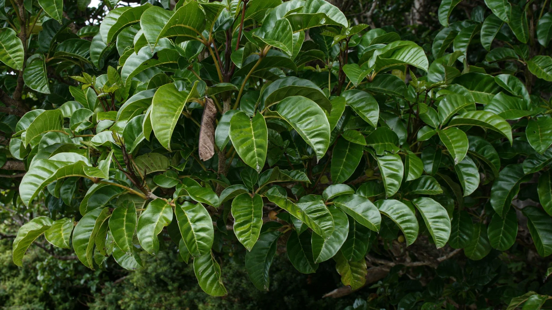 pūriri grow into massive forest trees, 20m in height and diameter