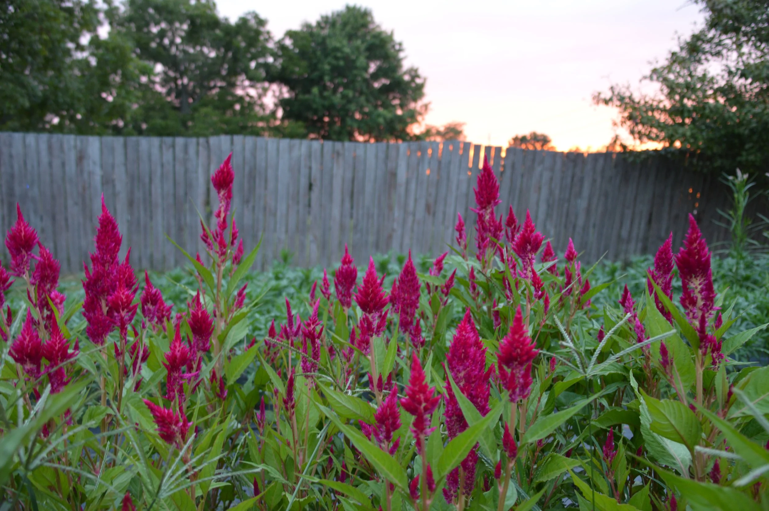 DSC_0037.JPG