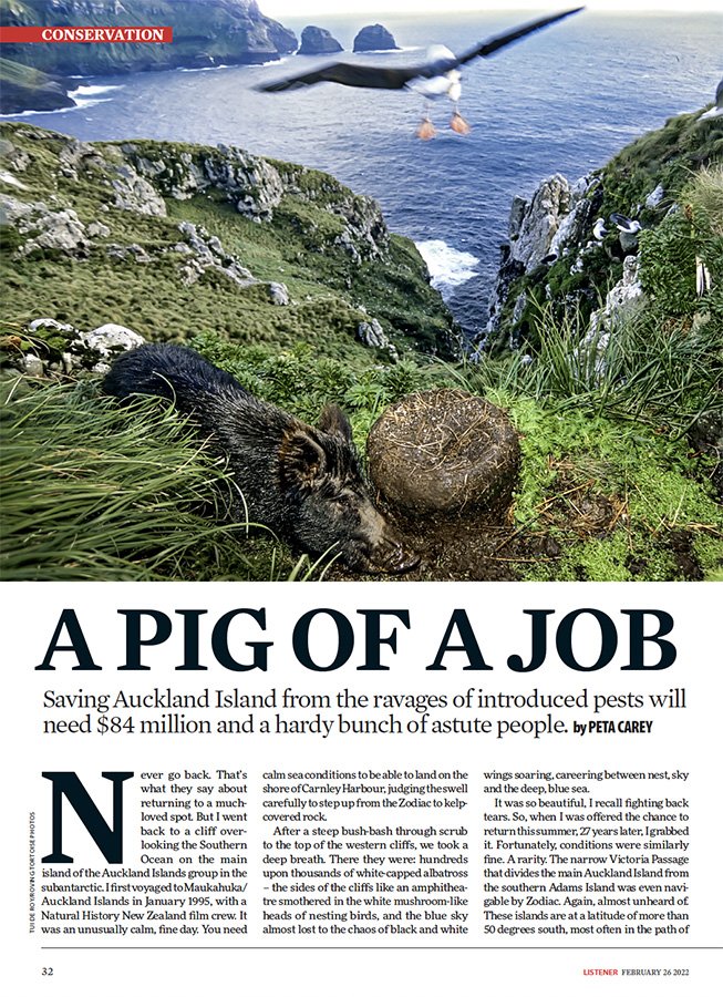 A pig of a job (NZ Listener, February 2022)