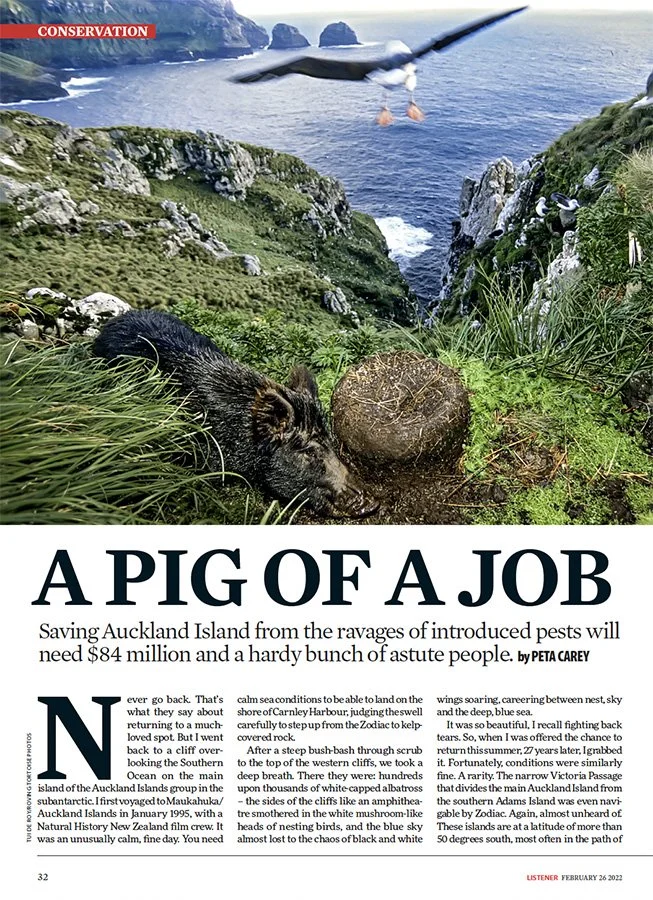 A pig of a job (NZ Listener, February 2022)
