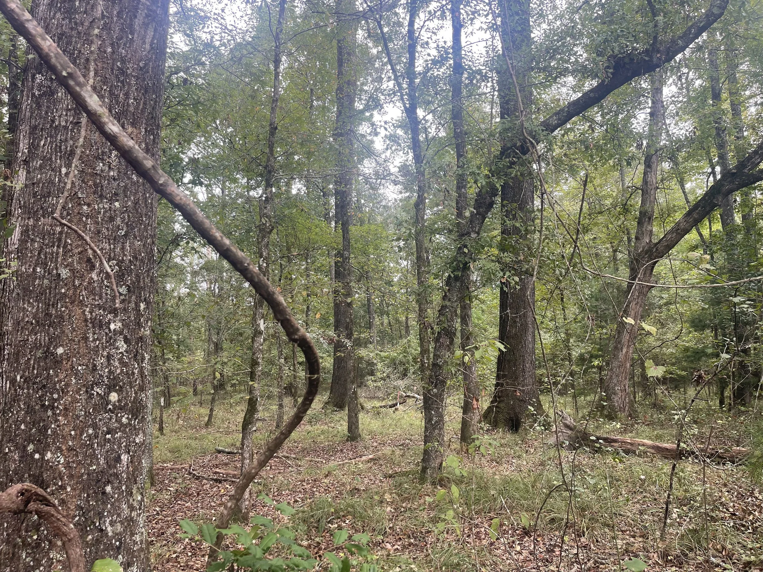 Clarke County, MS - Shubuta 86