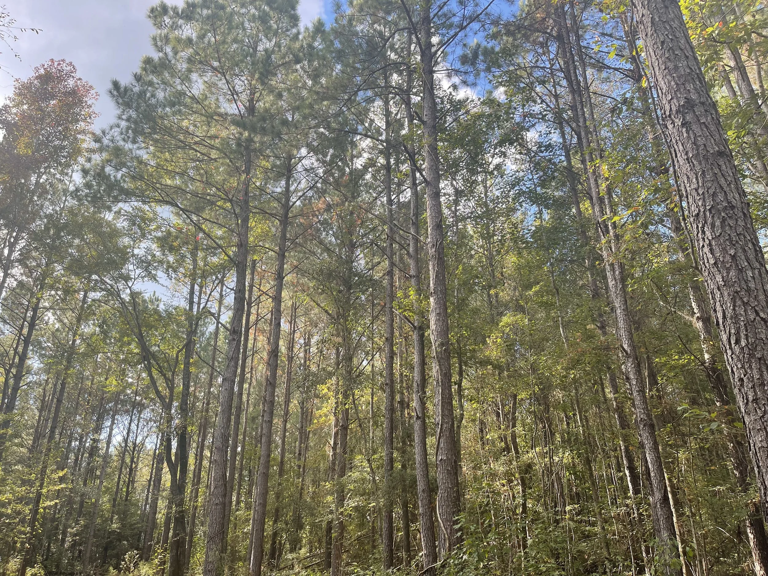 Johnson Land Company