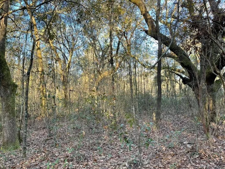 Mobile Co., AL Andry 19 — Johnson Land Company