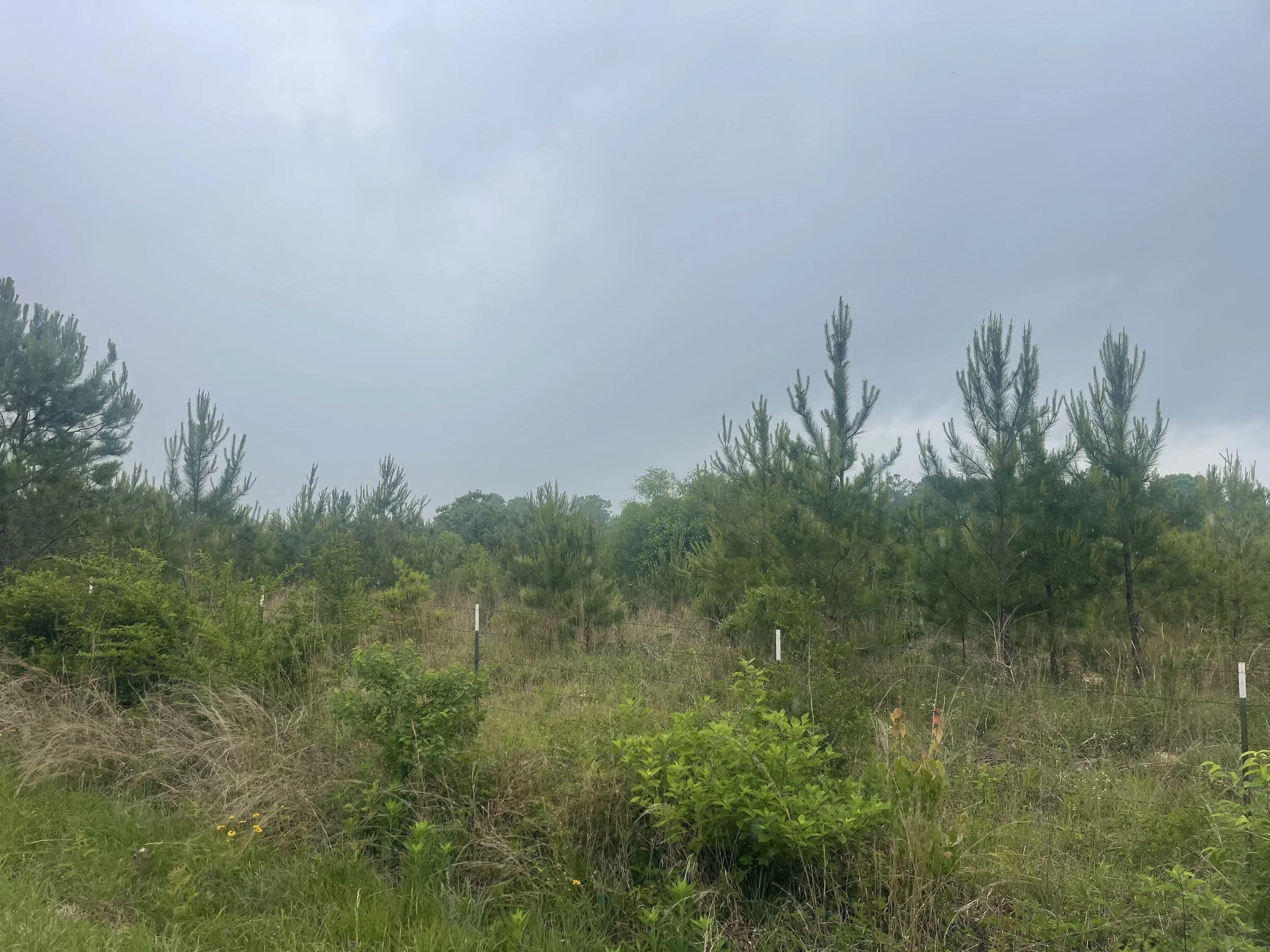 Jones County, MS - Pleasant Grove 28