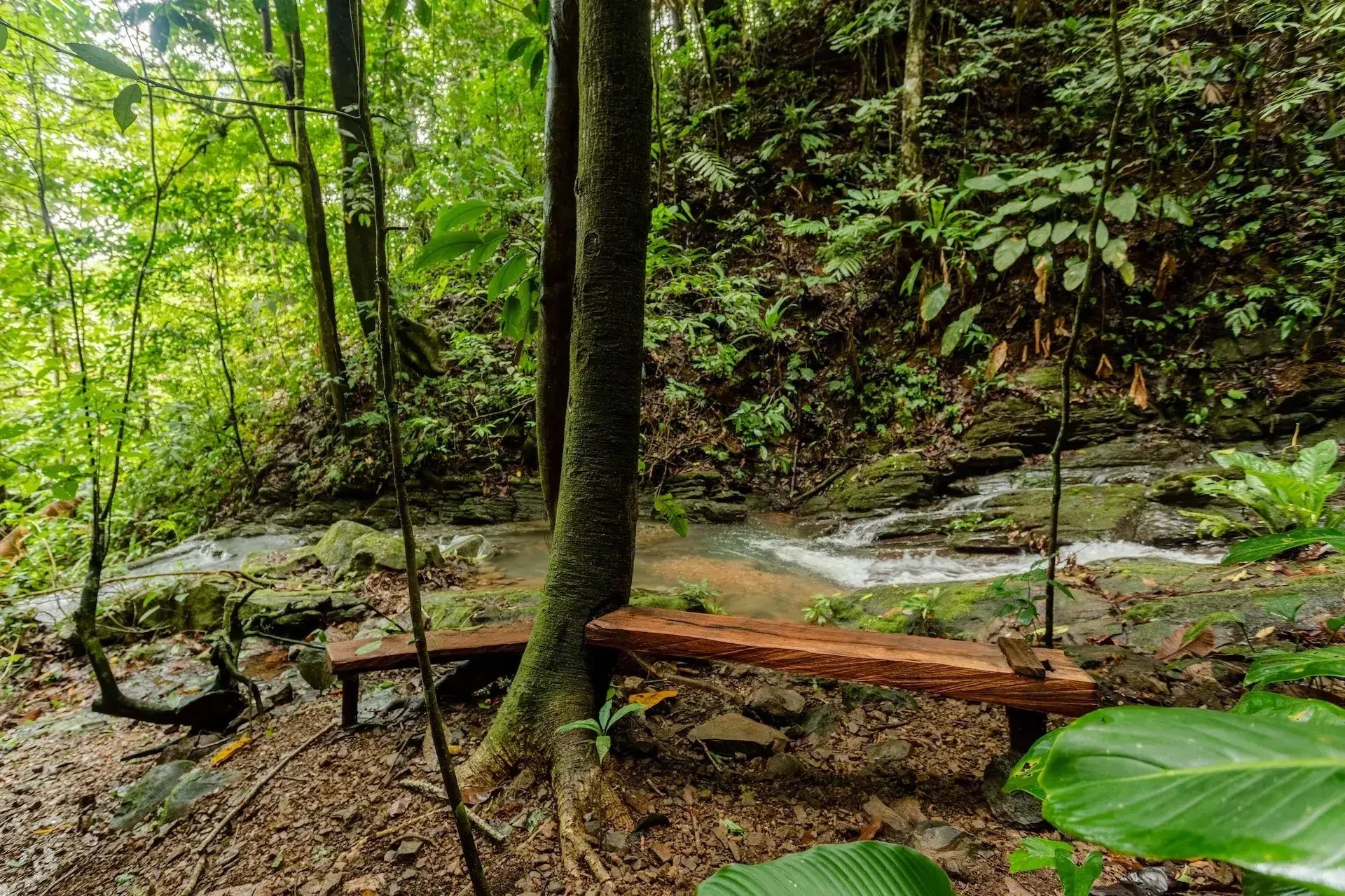 Dense green forest with small stream and wooden bridge.