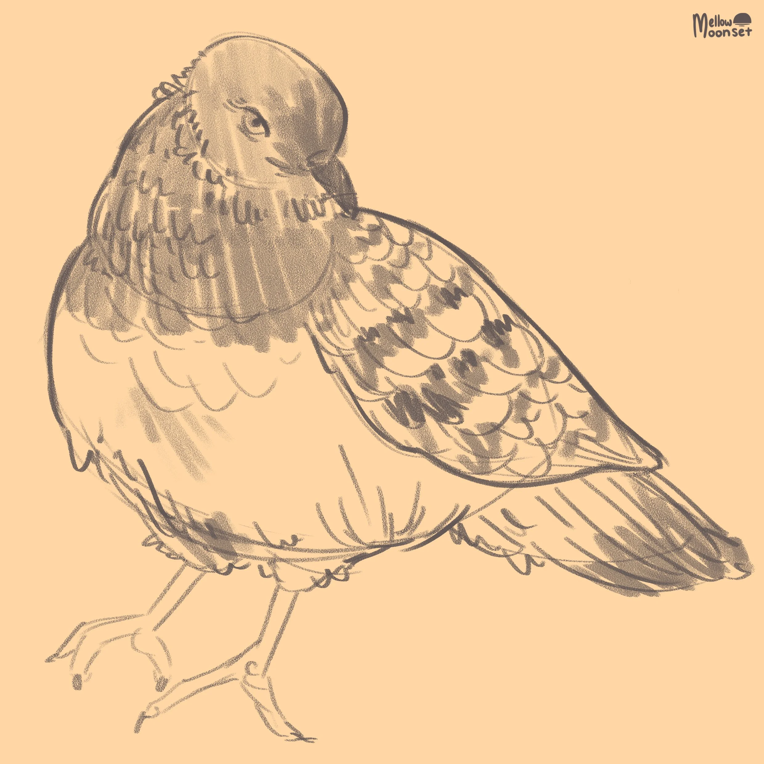 my birds for Ig 2.jpg