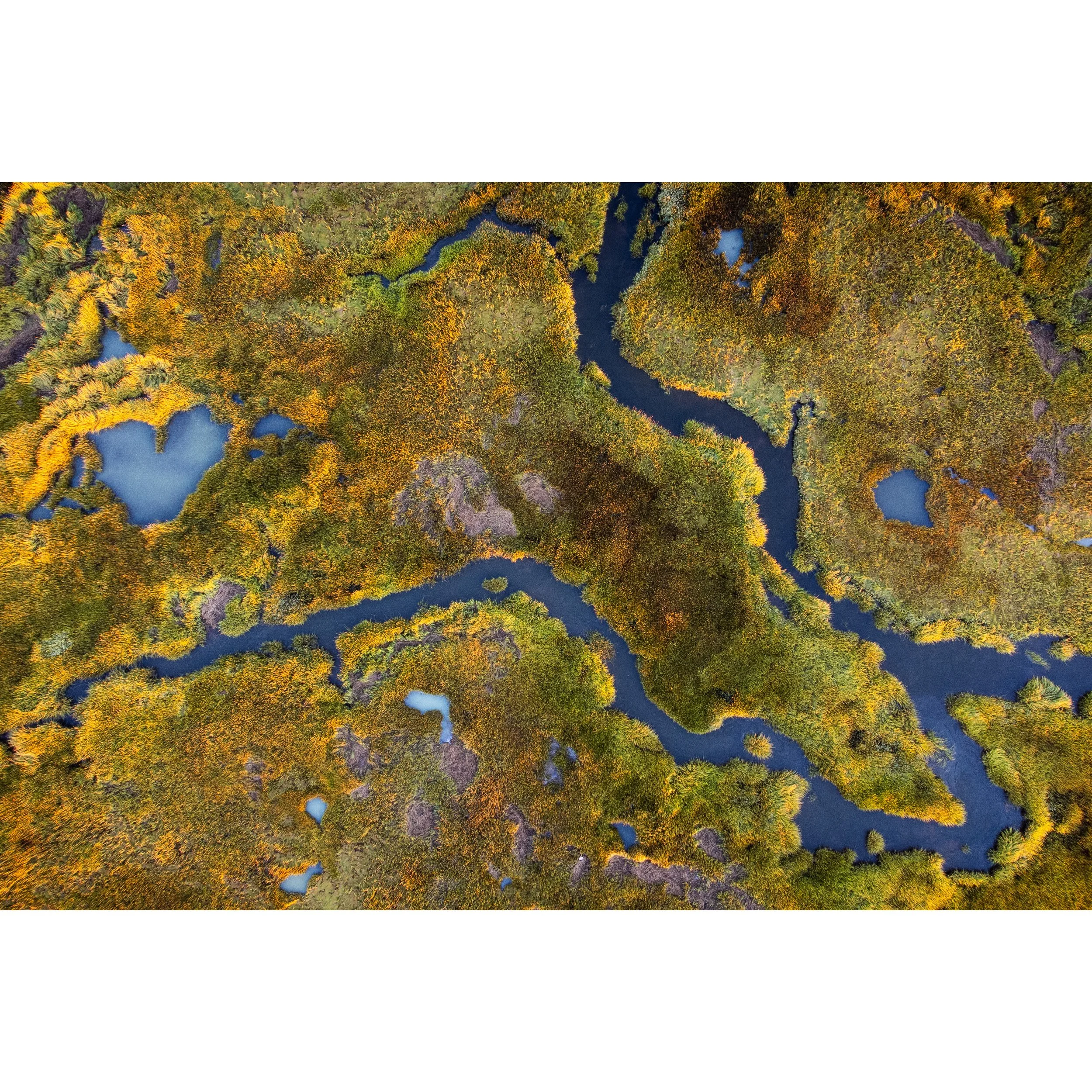Scarborough Marsh Love