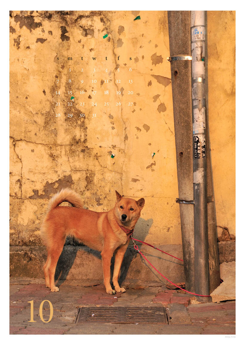 Jeonju, Korea. This is the centerpiece of this calendar. This breed is bred on the island of Jindo. It is rare to see this dog or any other dog in Korea tied outside, that and handsomeness of this particular dog in the late afternoon light are what m