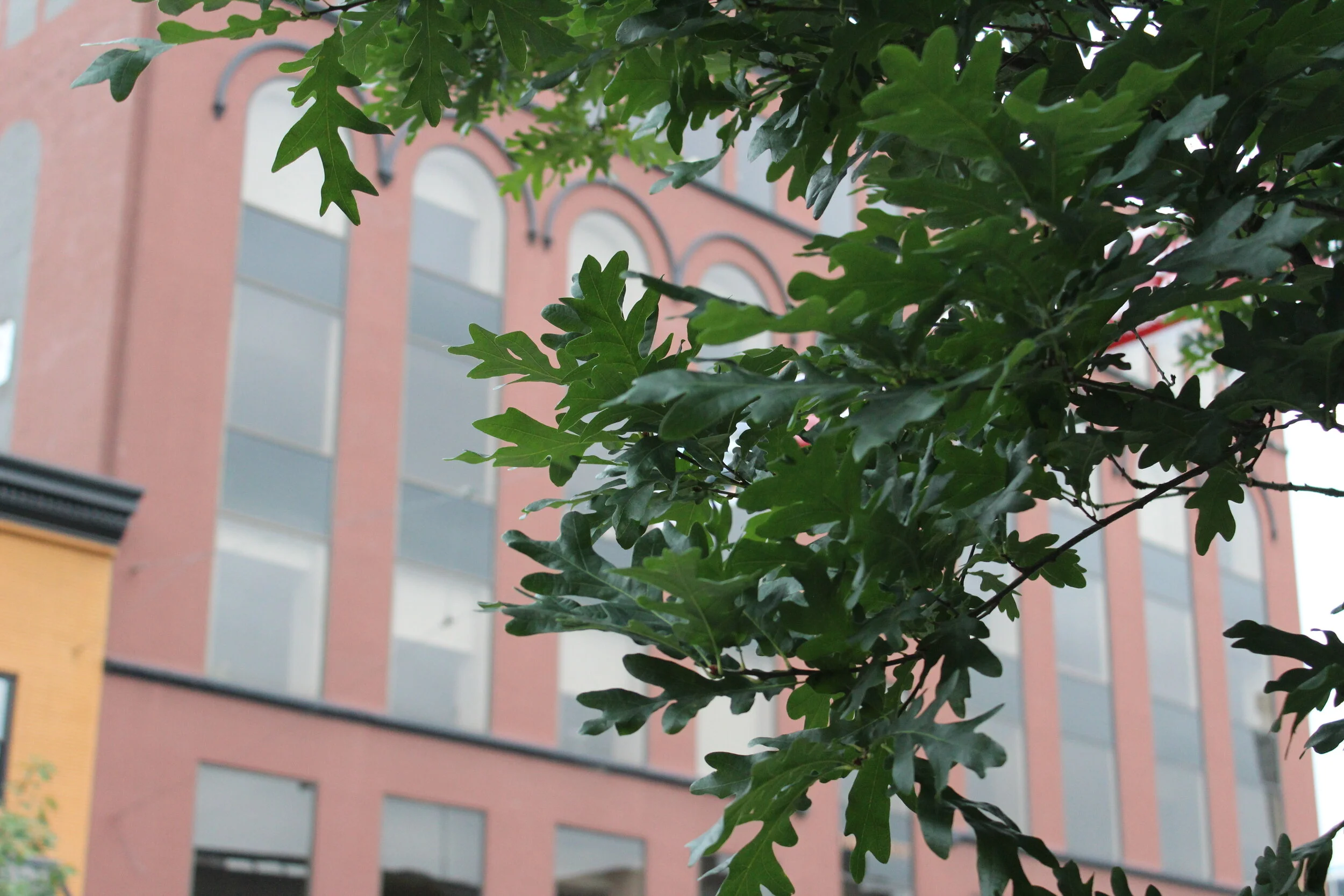 Trees for Commercial and Industrial Sites