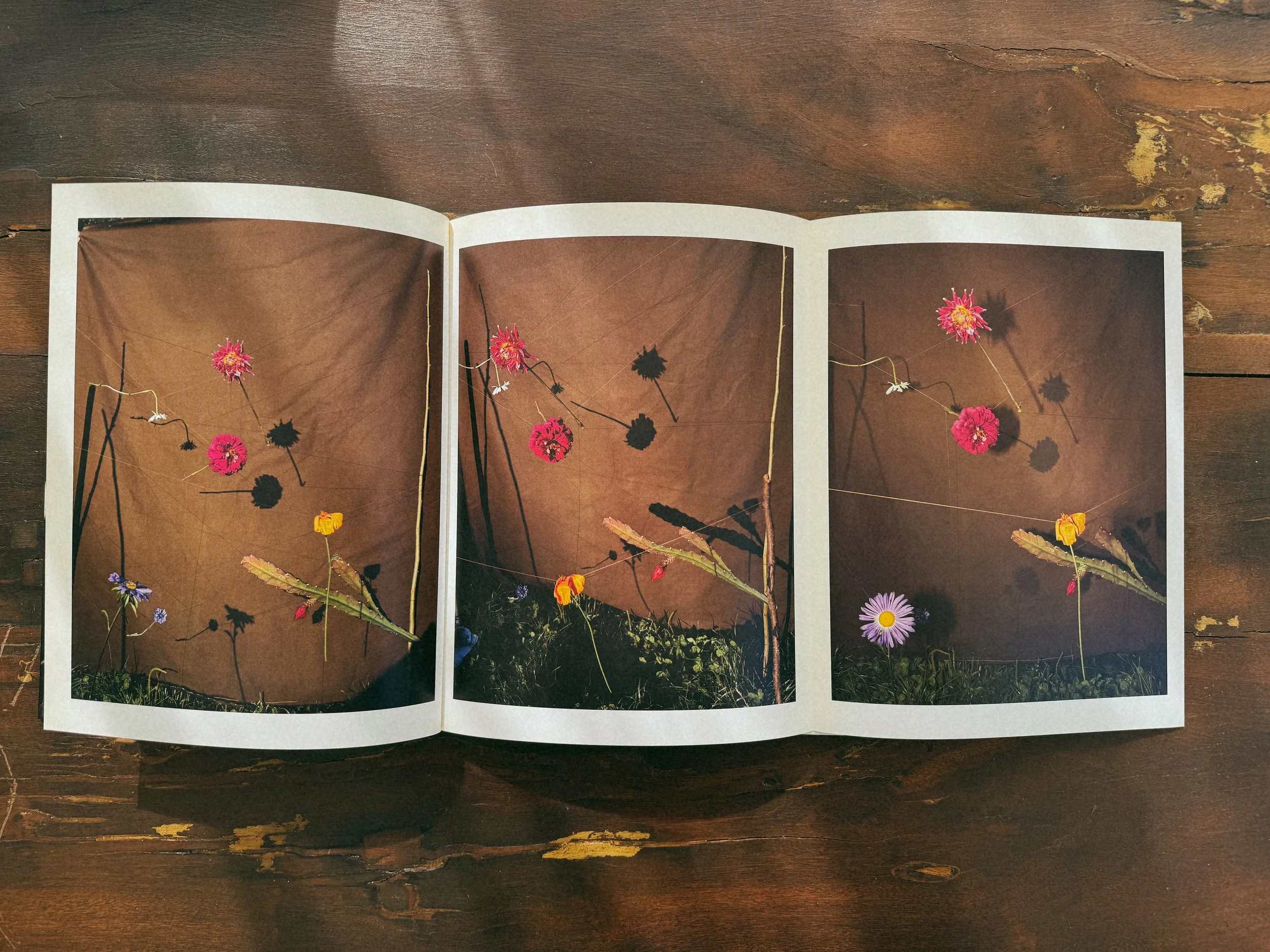 Blumen by Collier Schorr